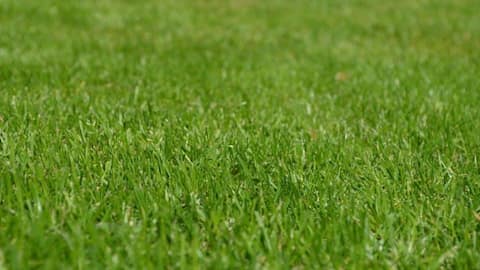 Tingkatkan Taman Anda: Lima Manfaat Mengejutkan Rumput Lokal