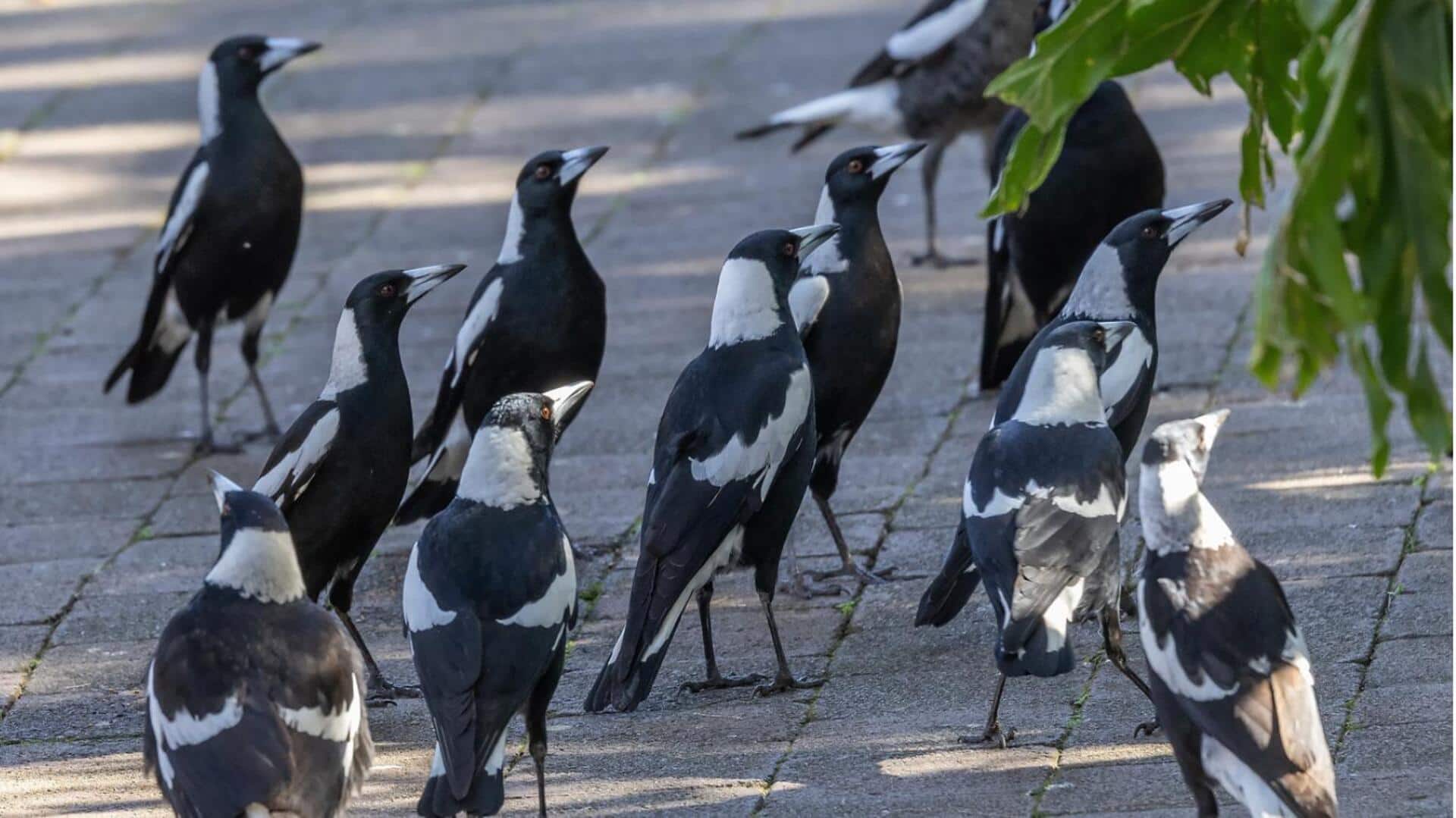 Rahasia Struktur Sosial Burung Magpie 