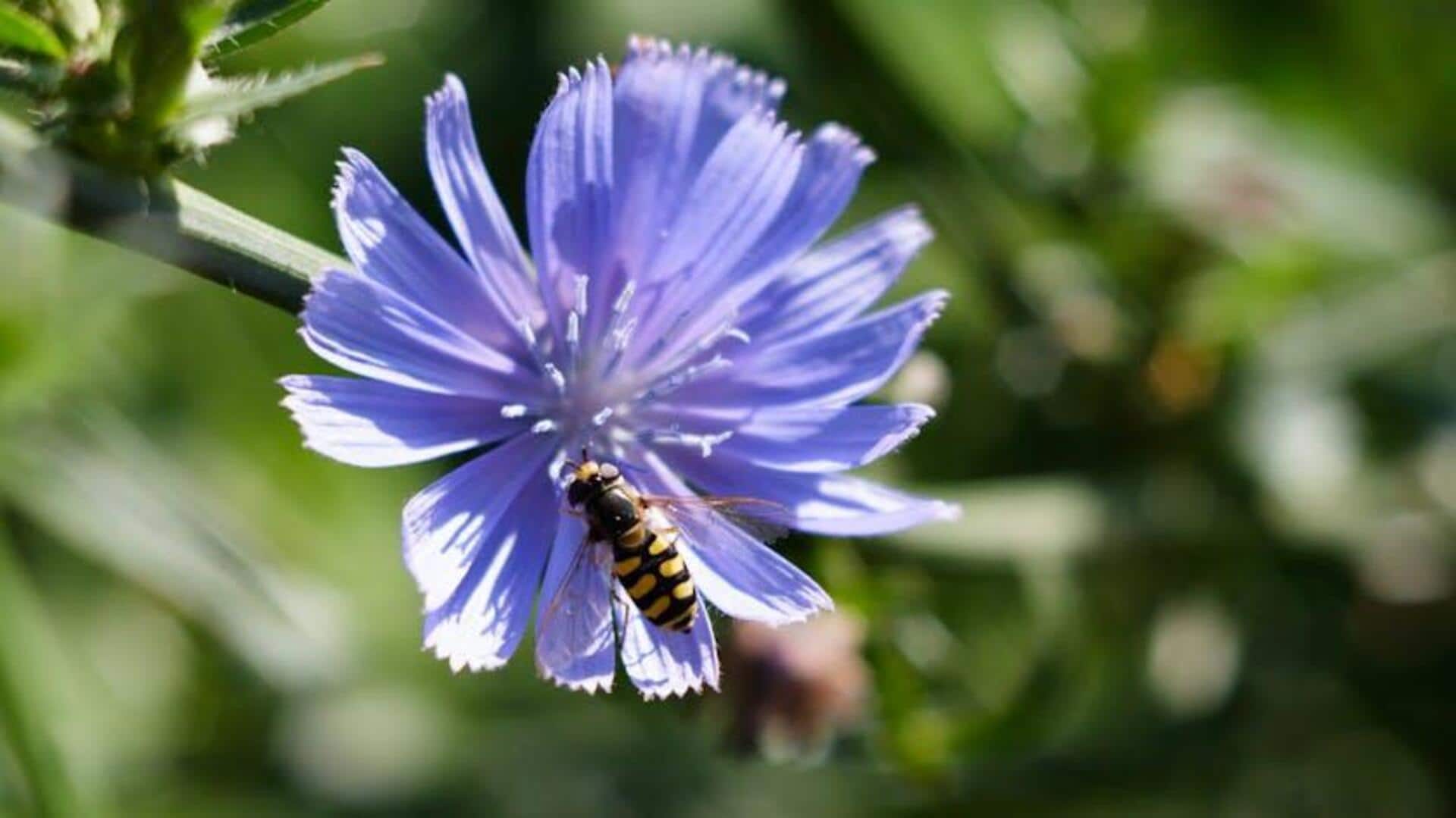 Memanen Akar Chicory untuk Alternatif Kopi Rumahan