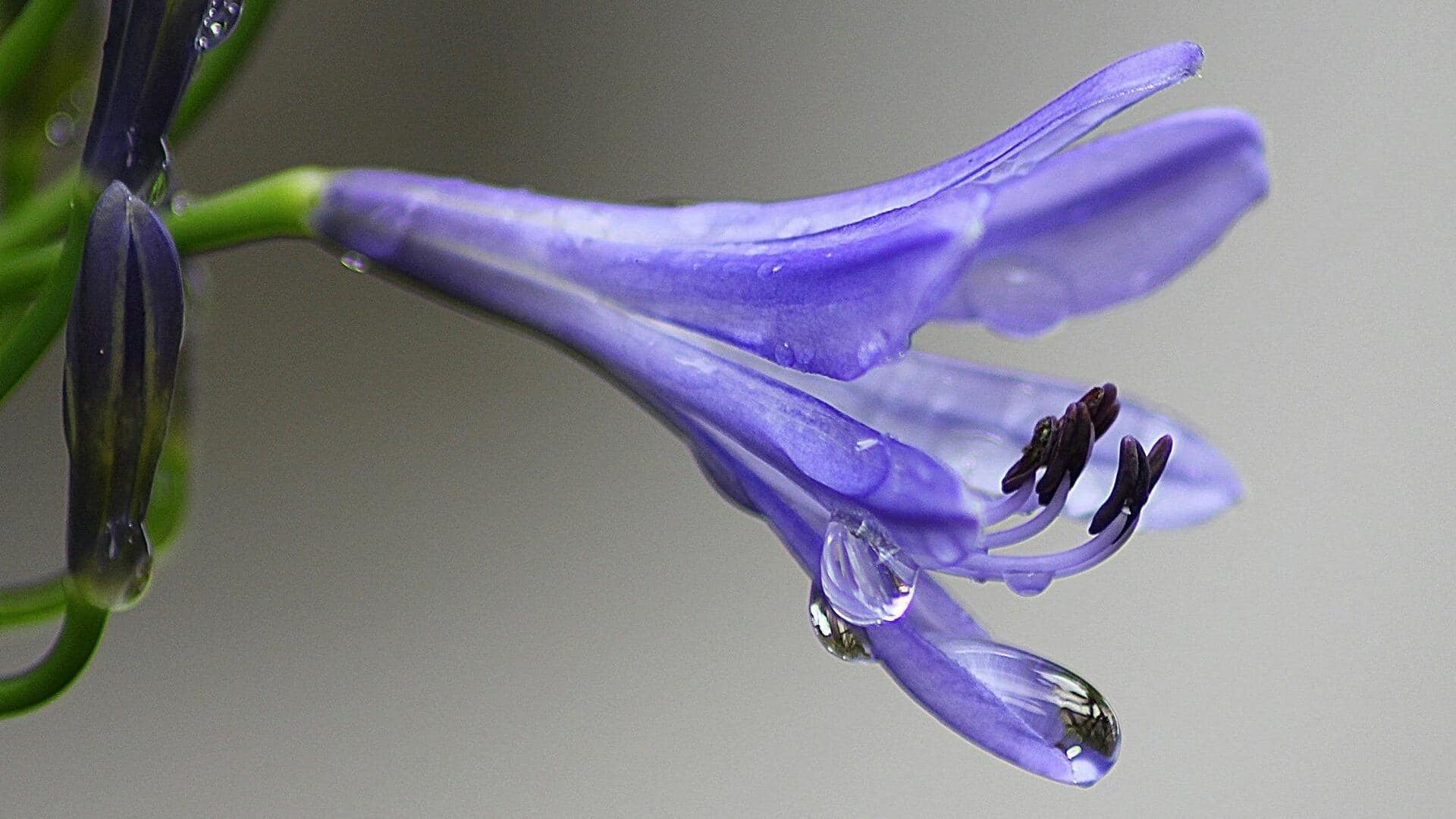 Cara Menumbuhkan Bunga Agapanthus yang Indah