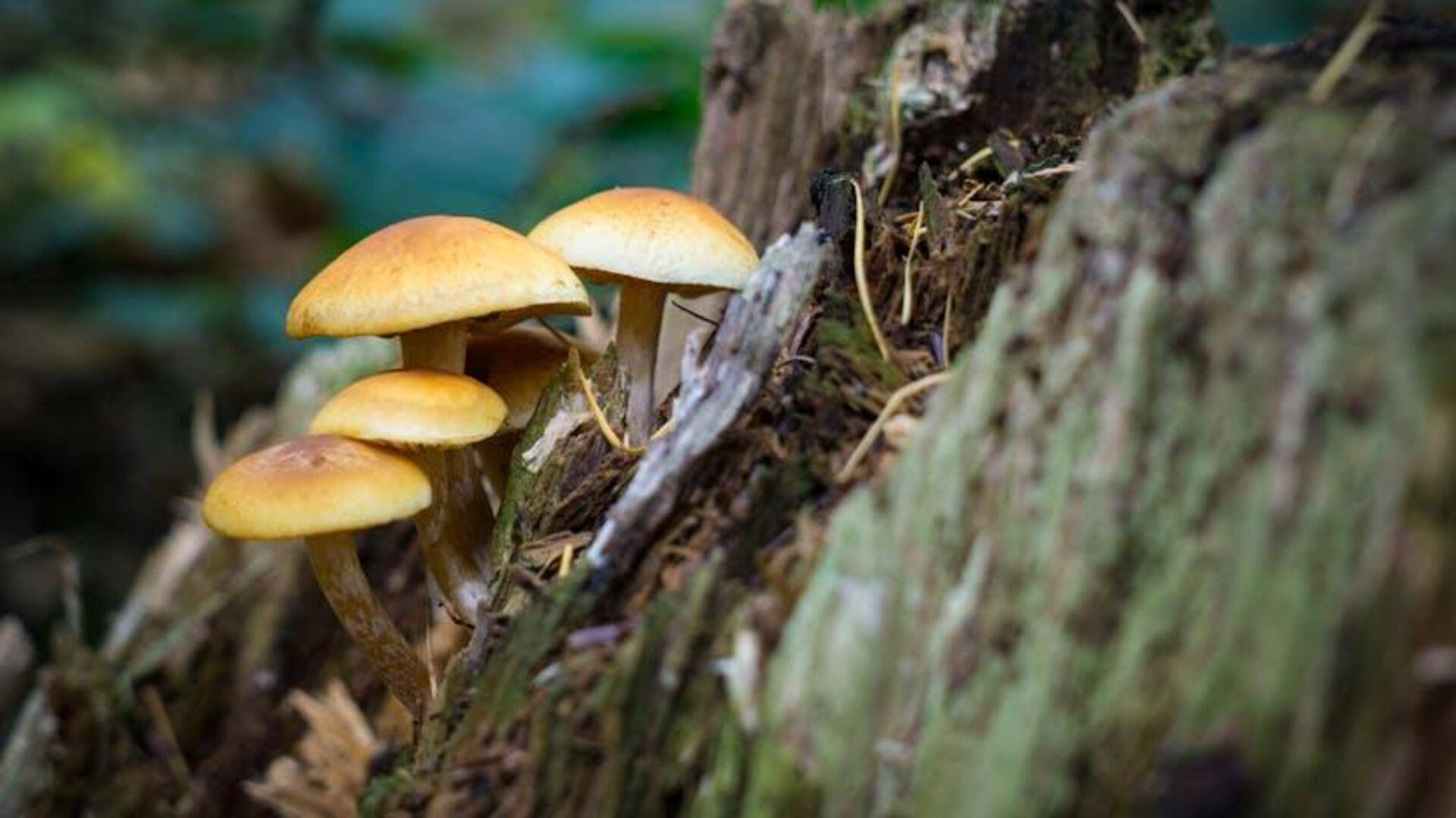 Potensi Tersembunyi Kemasan Berbasis Jamur