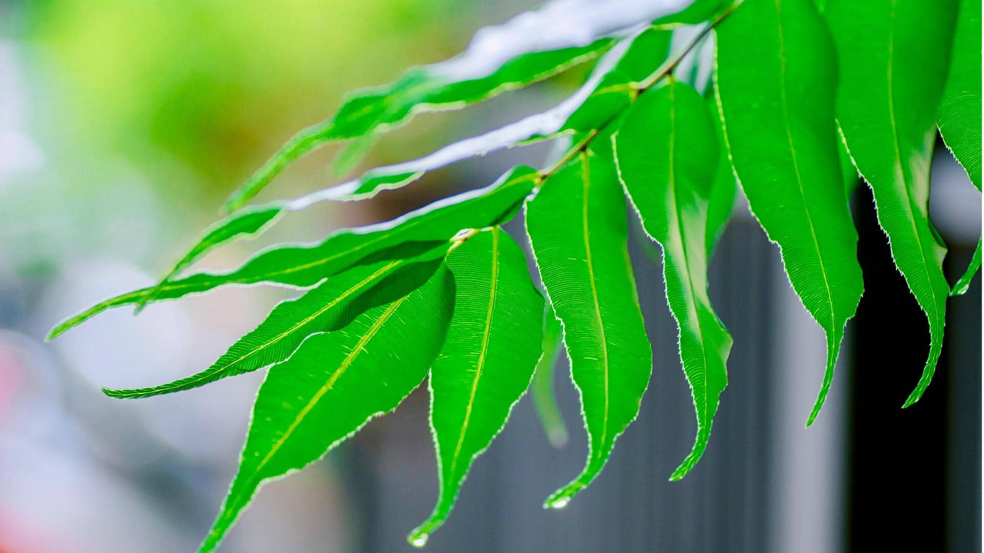 Cara Efektif Menggunakan Daun Mimba di Kebun Anda