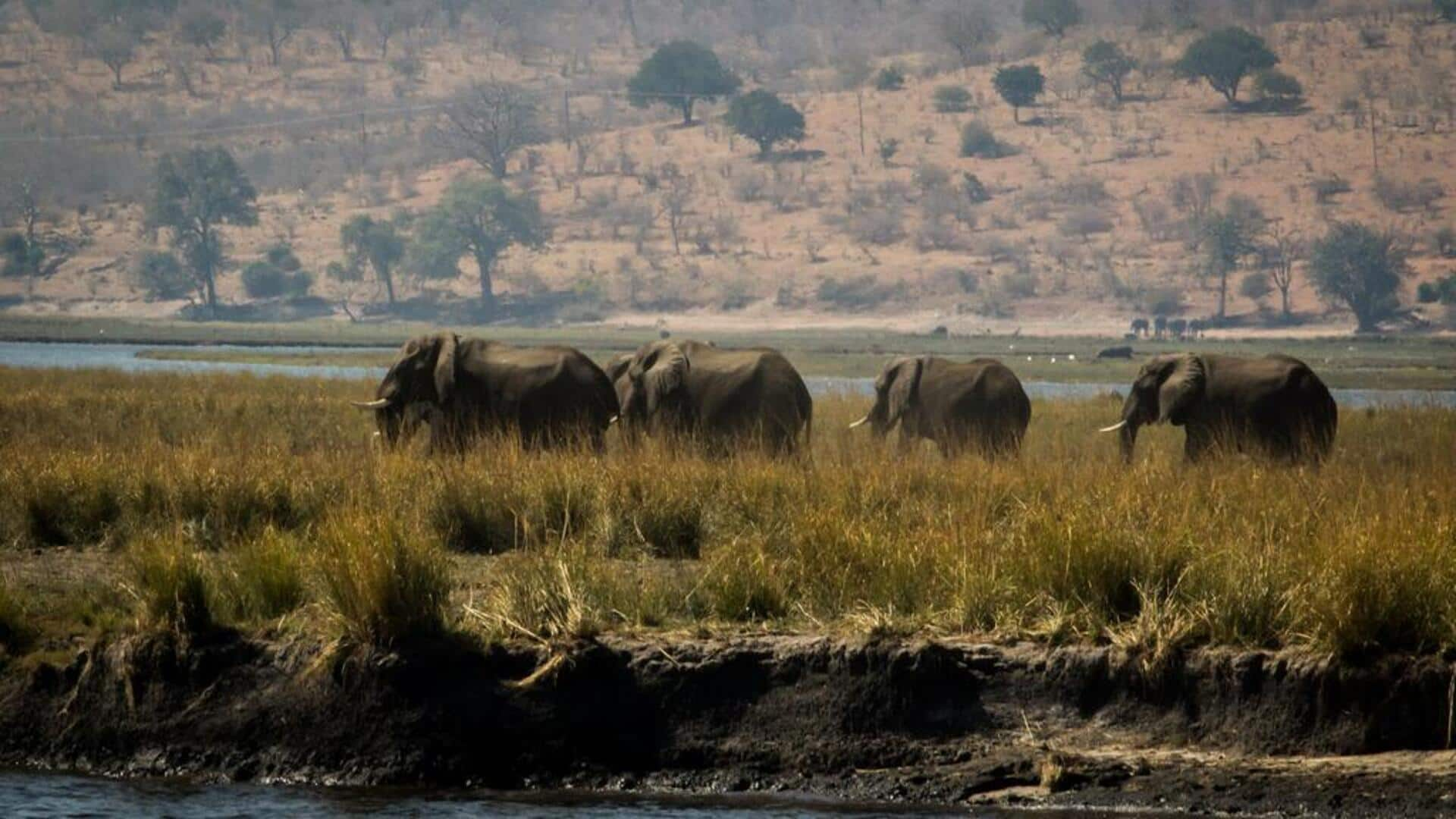 Menjelajahi keajaiban Taman Nasional Chobe, Botswana