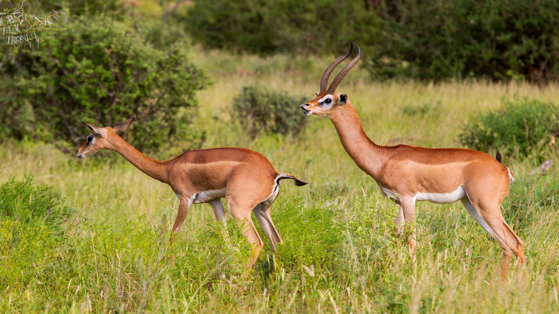 Rusa Berleher Panjang: Pola Mencari Makan di Habitat yang Beragam