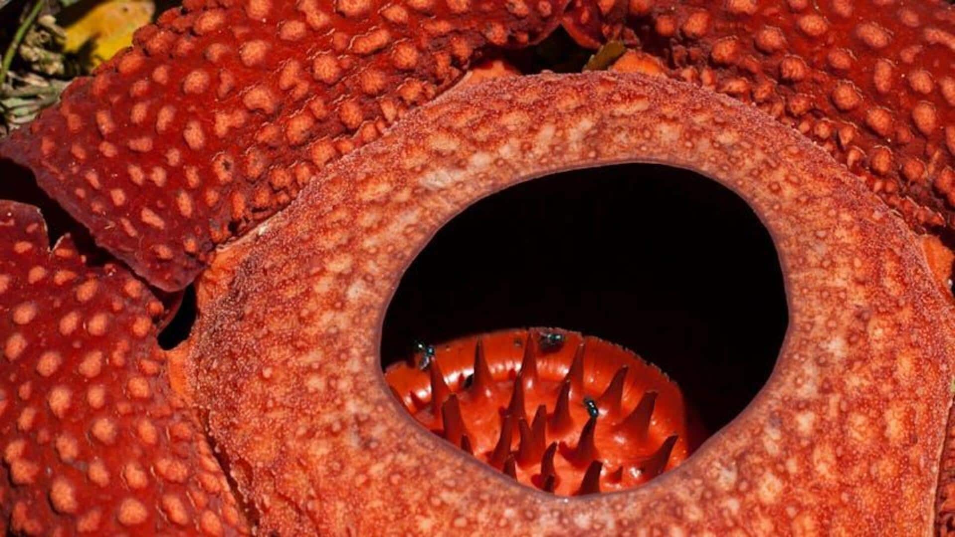 Fakta Menarik tentang Bunga Terbesar di Dunia