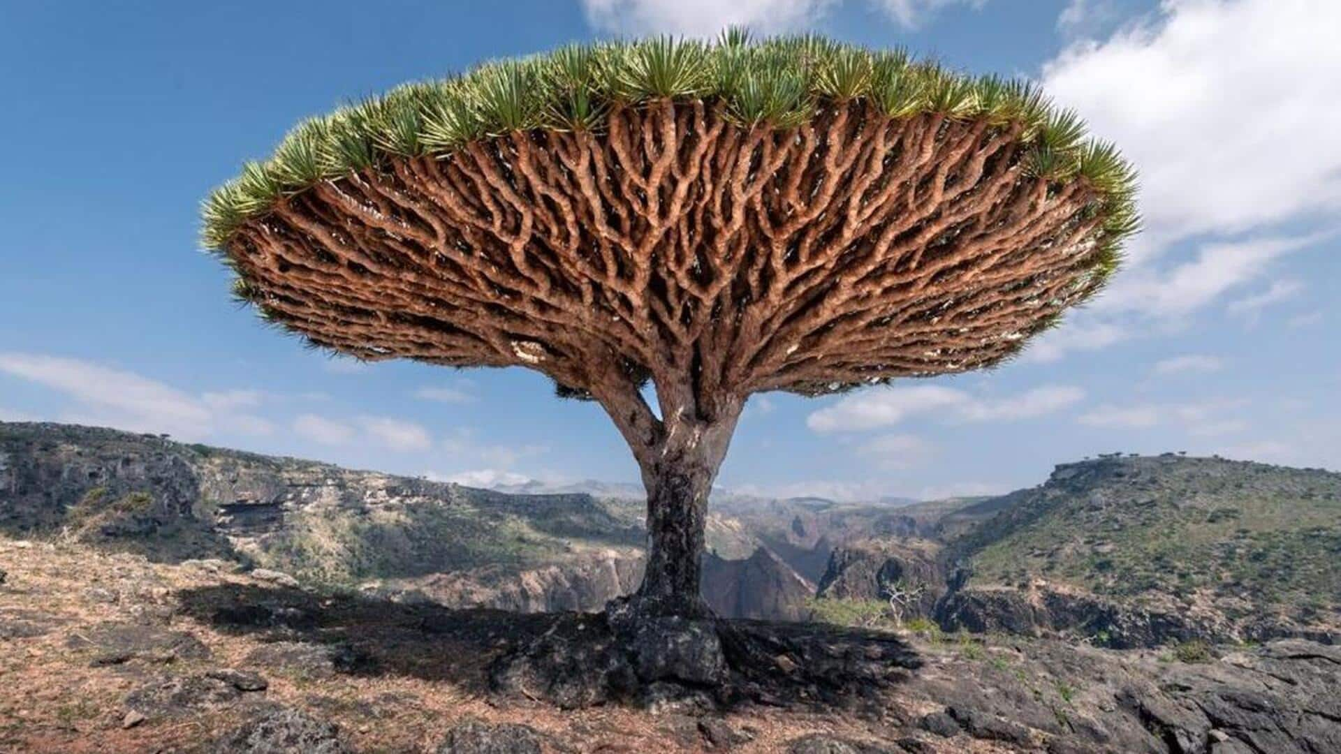 Menjelajahi Keindahan Pulau Socotra, Yaman