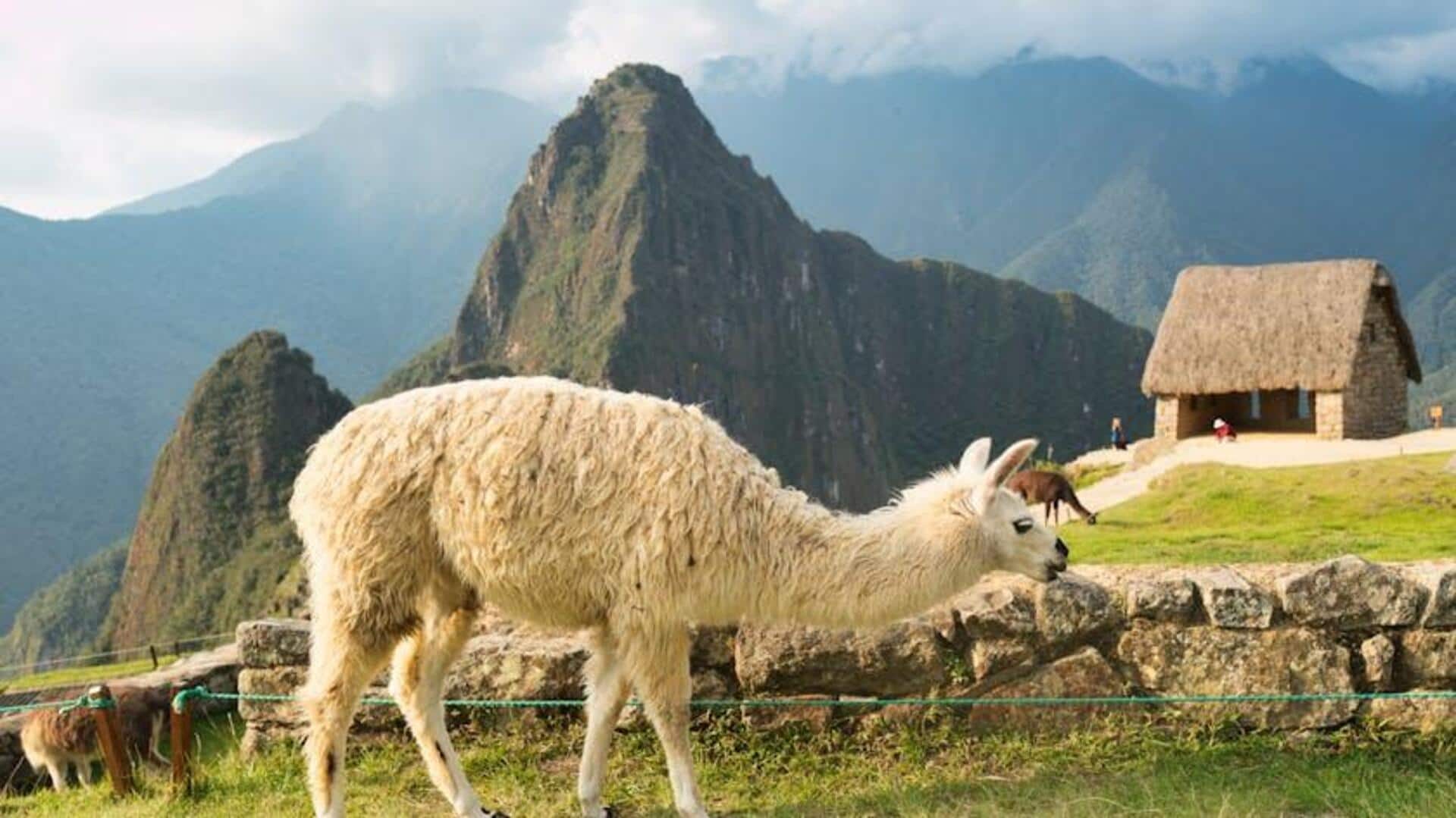 Menjelajahi Andes dengan Tur Treking Alpaka