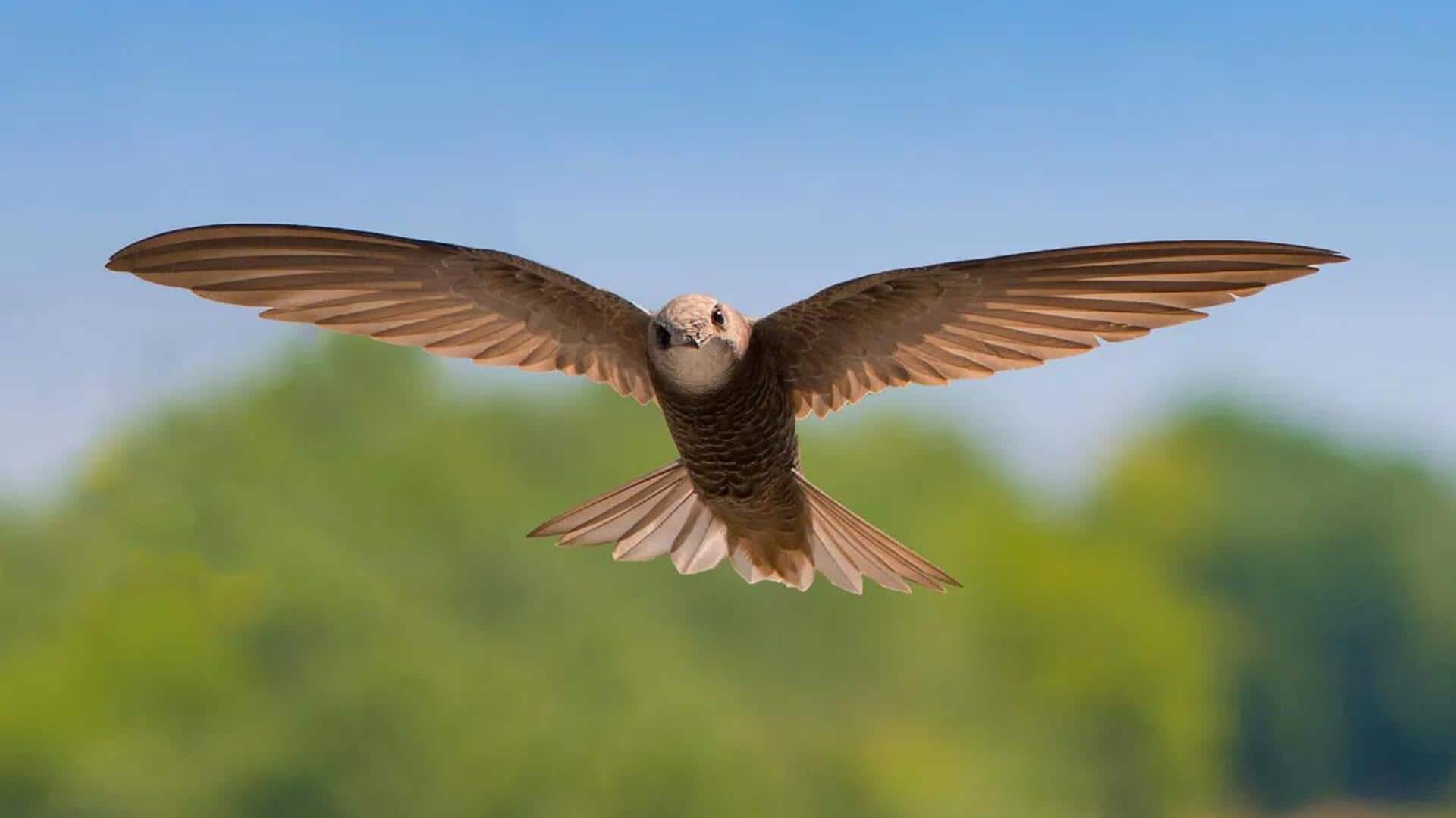 Mengungkap Lima Perilaku Burung Swift yang Mengejutkan