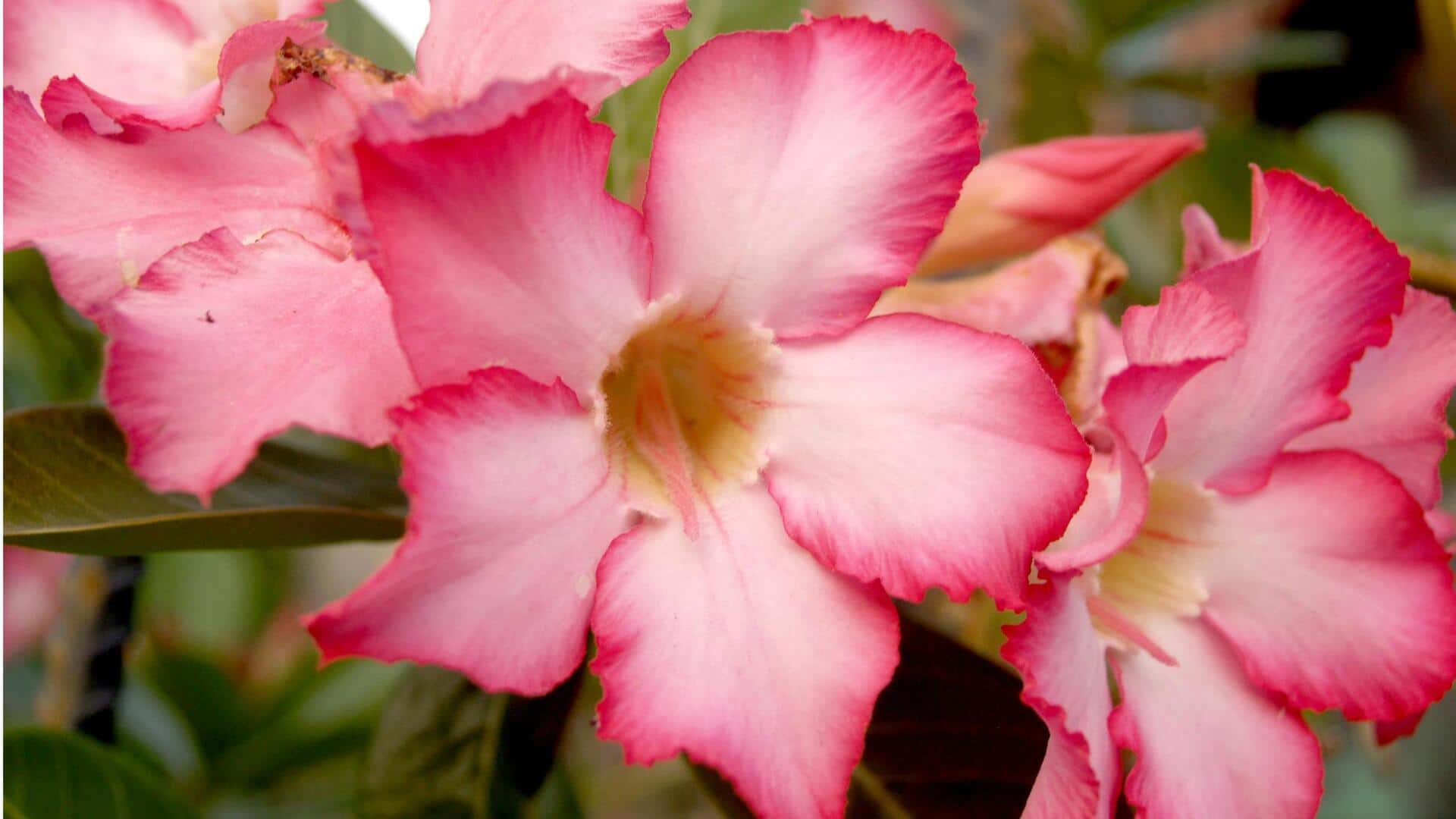 Lima Cara Mudah Menanam Adenium di Pot