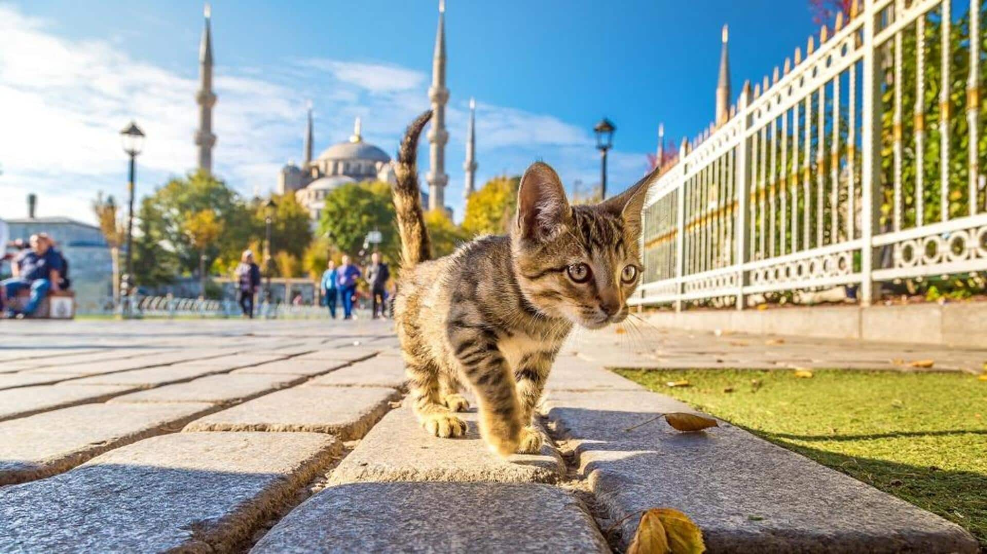 Lima Satwa Jalanan Yang Menarik Di Istanbul