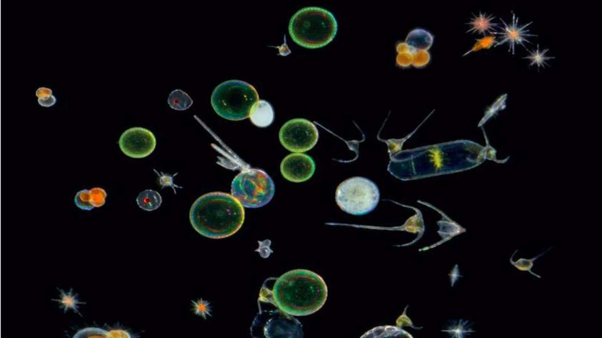 Pengaruh Siklus Bulan terhadap Aktivitas Mikrob Laut