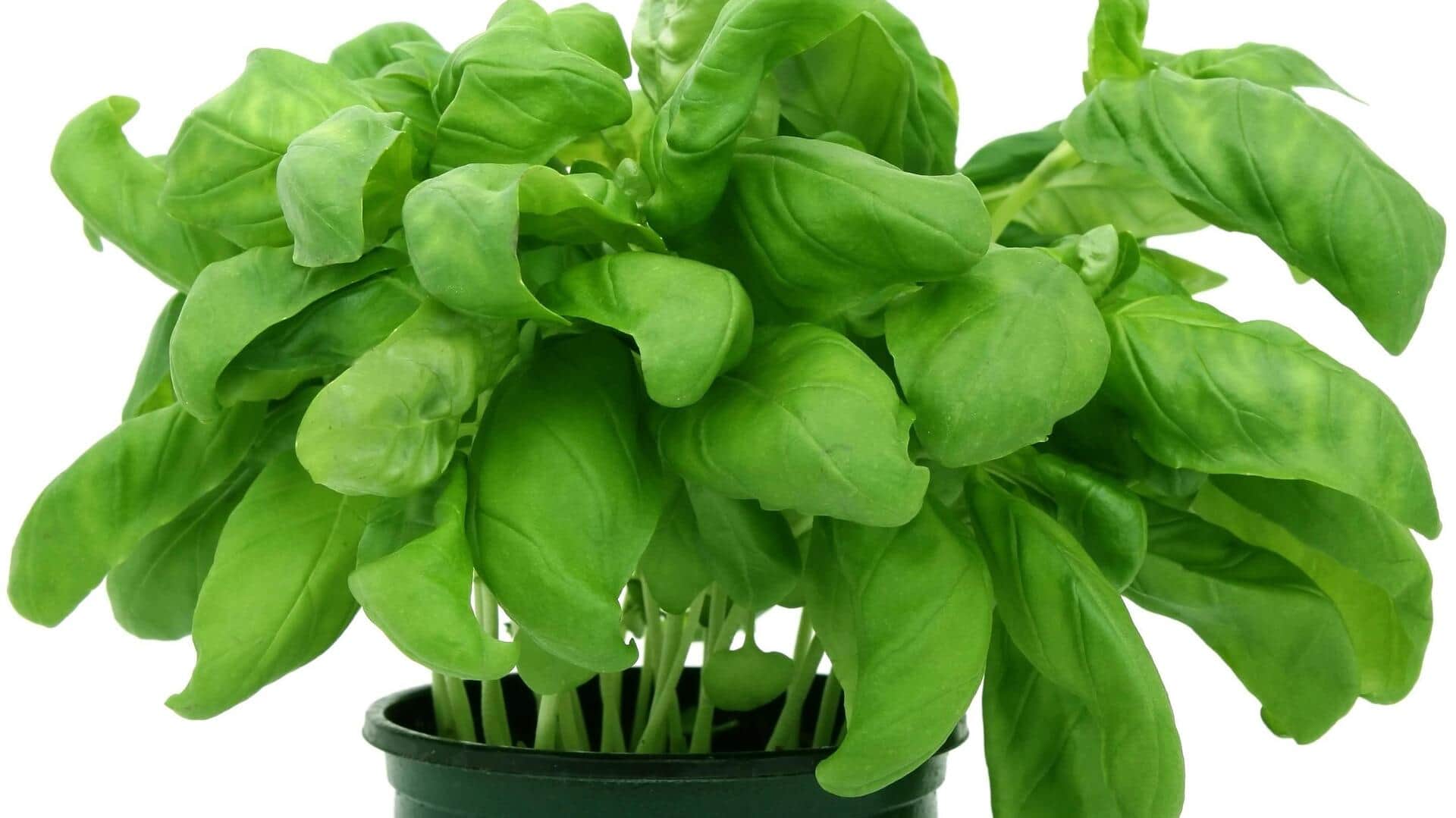 Daun kemangi untuk udara dalam ruangan yang lebih sehat