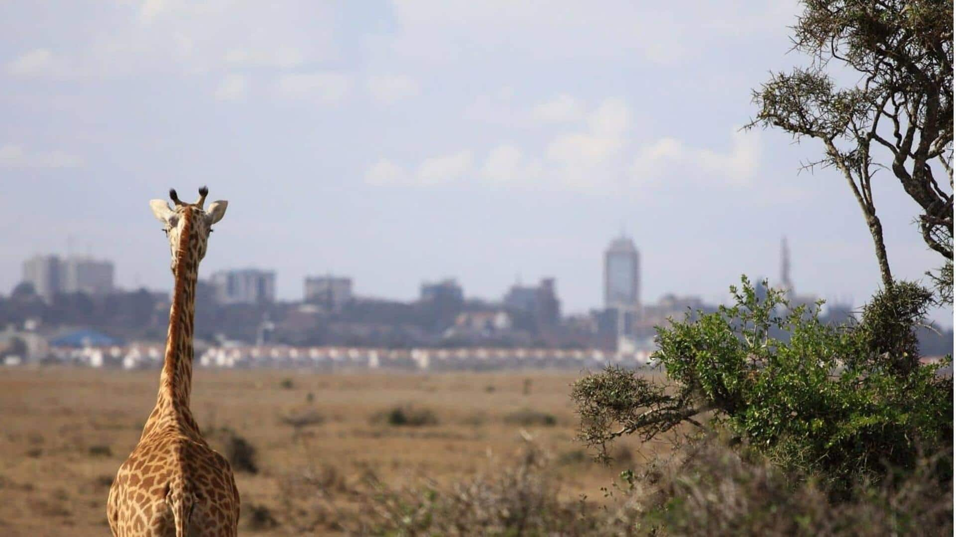 Apa yang harus dibawa untuk pengalaman safari di Nairobi