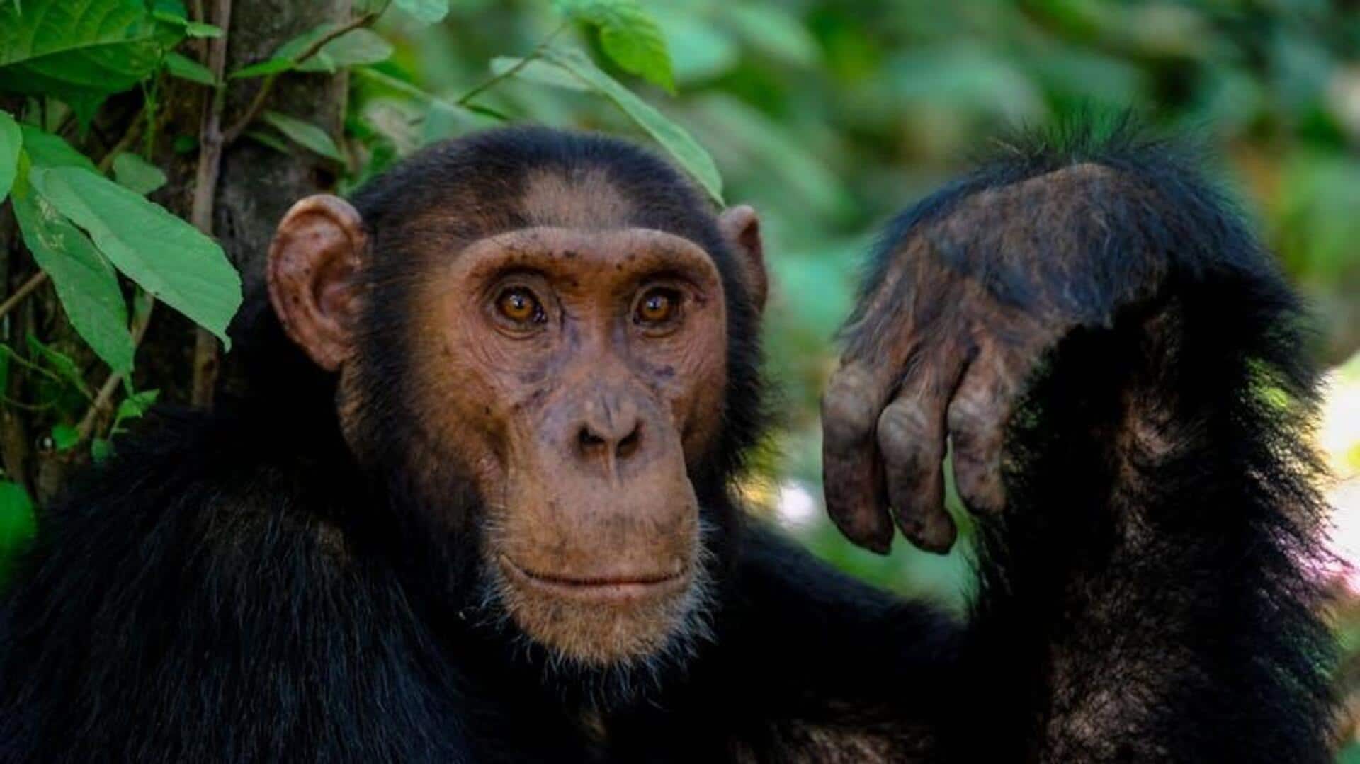 Cara Simpanse Menggunakan Alat di Habitat Alaminya Cara Simpanse Menggunakan Alat di Habitat Alaminya