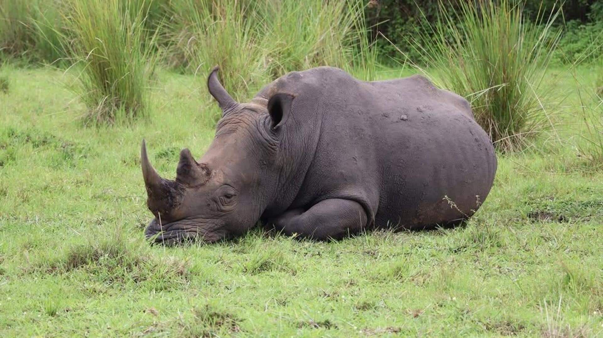 Mengungkap Lima Kebiasaan Tidur Badak yang Menakjubkan 