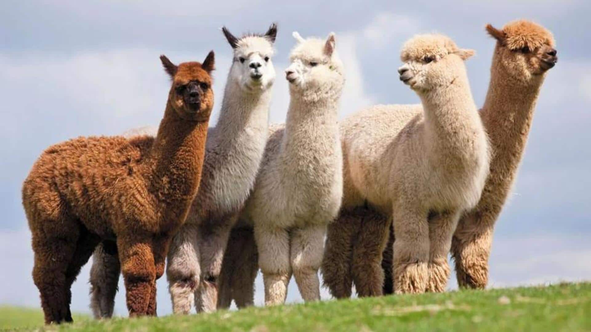 Bulu Alpaka: Rahasia dalam Bertahan Hidup di Iklim yang Ekstrem