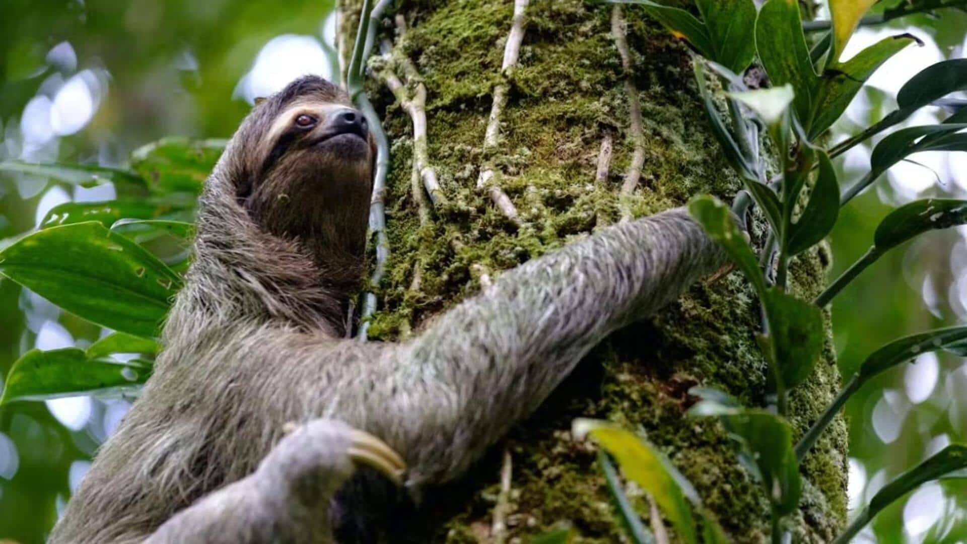 Lima Cara Unik Kungkang dalam Mengatur Suhu Tubuh