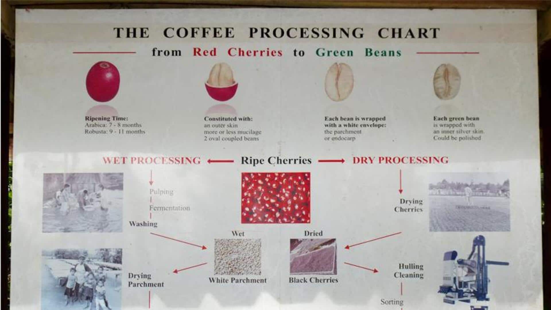 Menemukan Surga Kopi di Dataran Tinggi Bolaven, Laos Menemukan Surga Kopi di Dataran Tinggi Bolaven, Laos