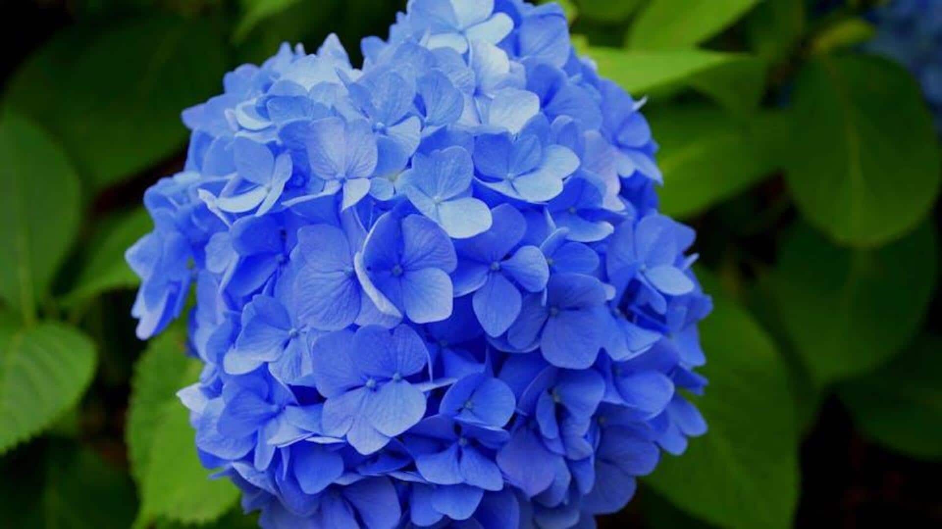 Tips Merawat Hydrangea Dalam Pot agar Selalu Berbunga Tips Merawat Hydrangea Dalam Pot agar Selalu Berbunga