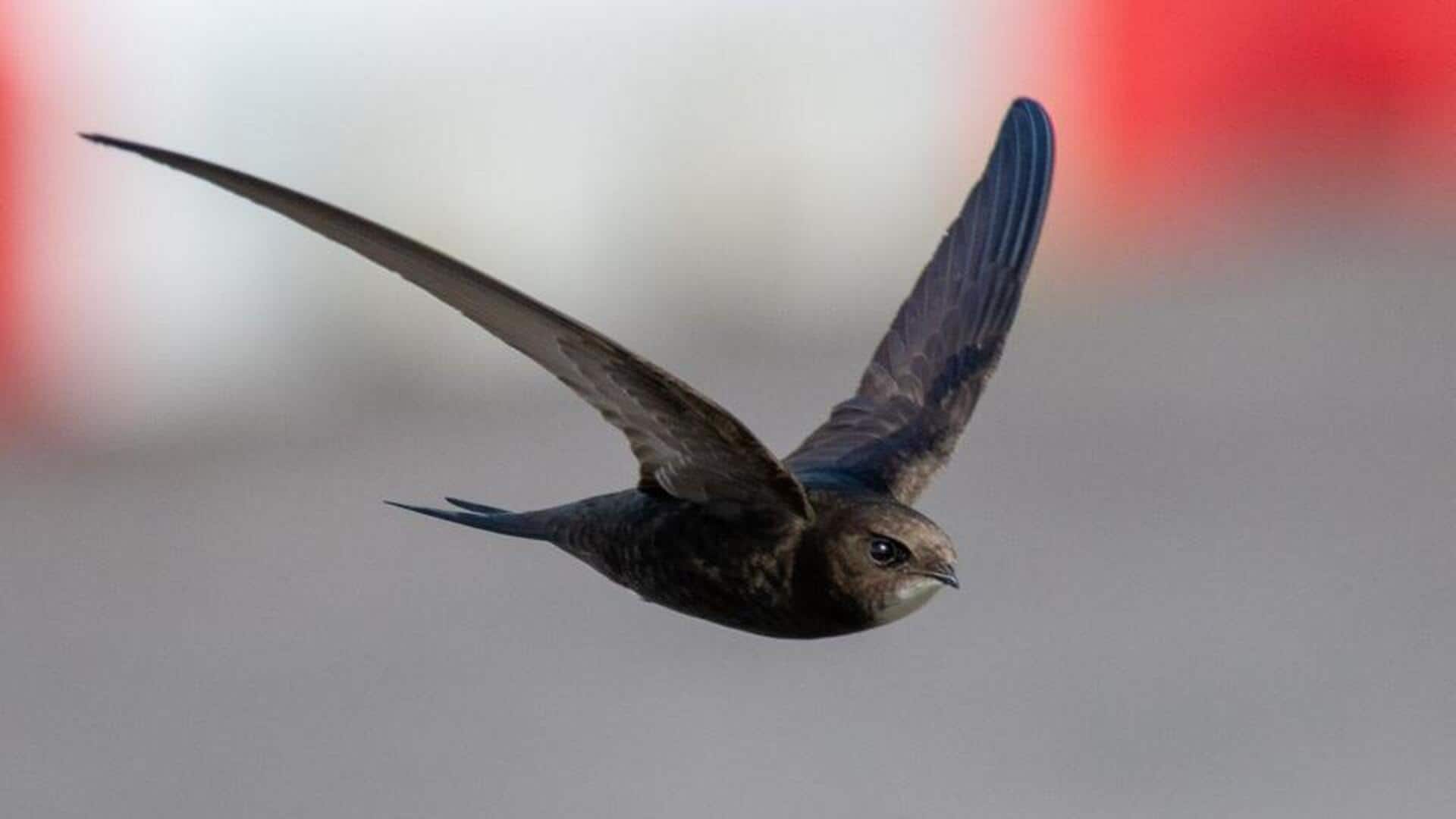 Menjelajahi Kehidupan Burung Swift