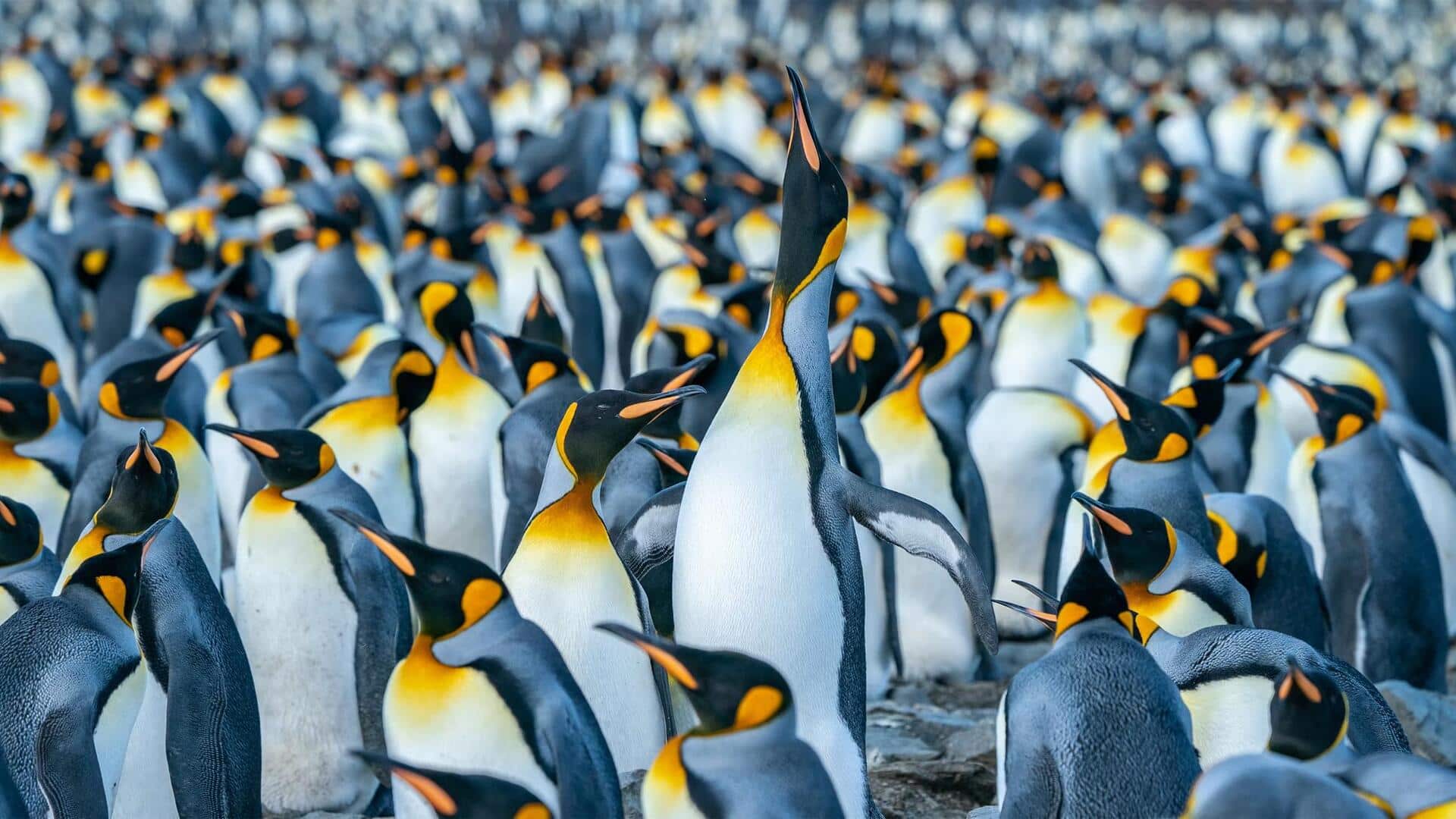 Memahami Cara Komunikasi Penguin dalam Menjalin Ikatan Sosial