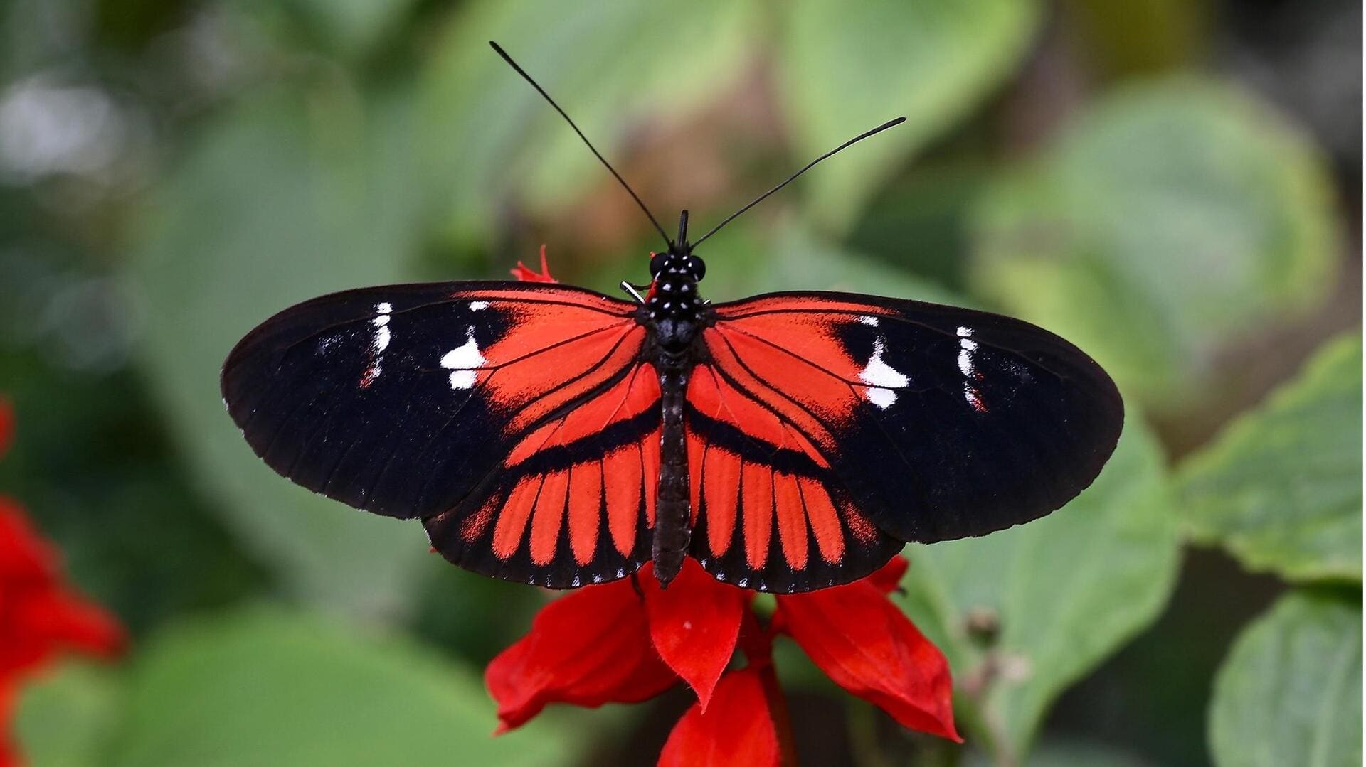 5 Fakta Menarik Tentang Fenomena Mimikri Kupu-kupu 5 Fakta Menarik Tentang Fenomena Mimikri Kupu-kupu
