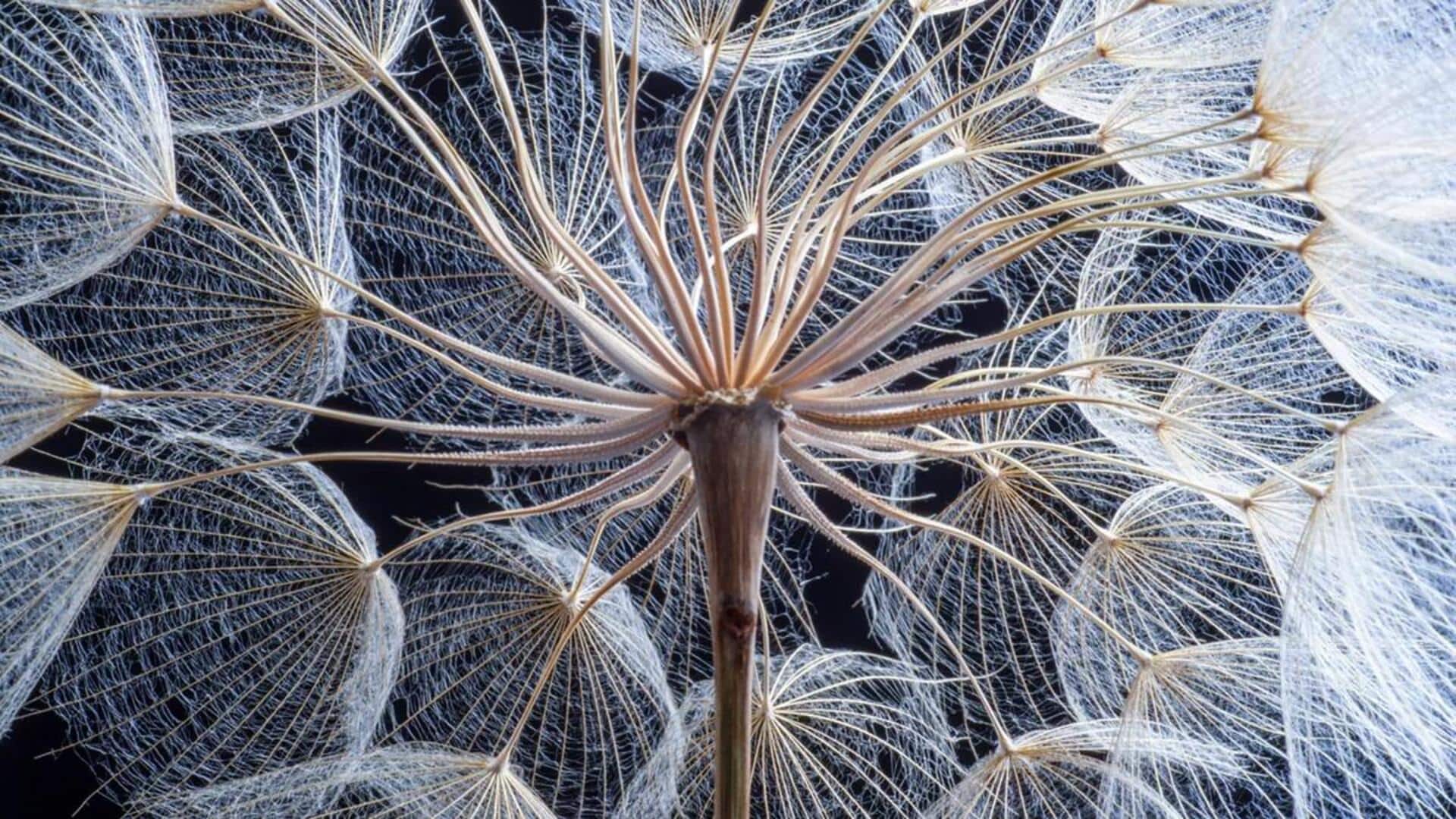 Menangkap Tekstur Unik dalam Fotografi