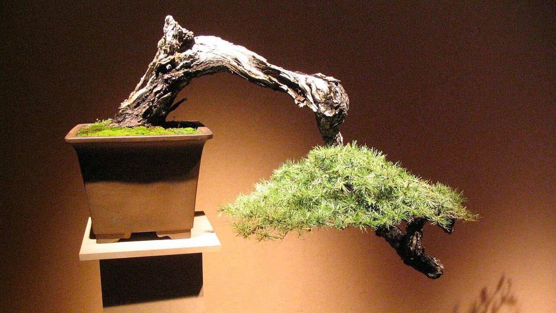 Kuasai Seni Bonsai dengan Lima Tips Ini