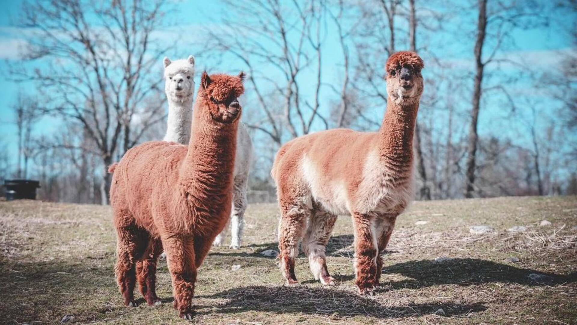 Mengungkap Fakta dan Mitos tentang Alpaka