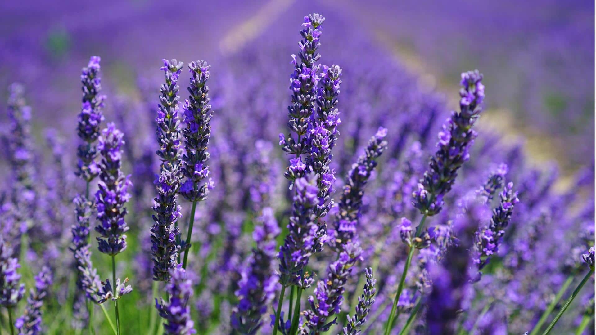 Menjelajahi Ladang Lavender di Dataran Tinggi Indonesia Menjelajahi Ladang Lavender di Dataran Tinggi Indonesia