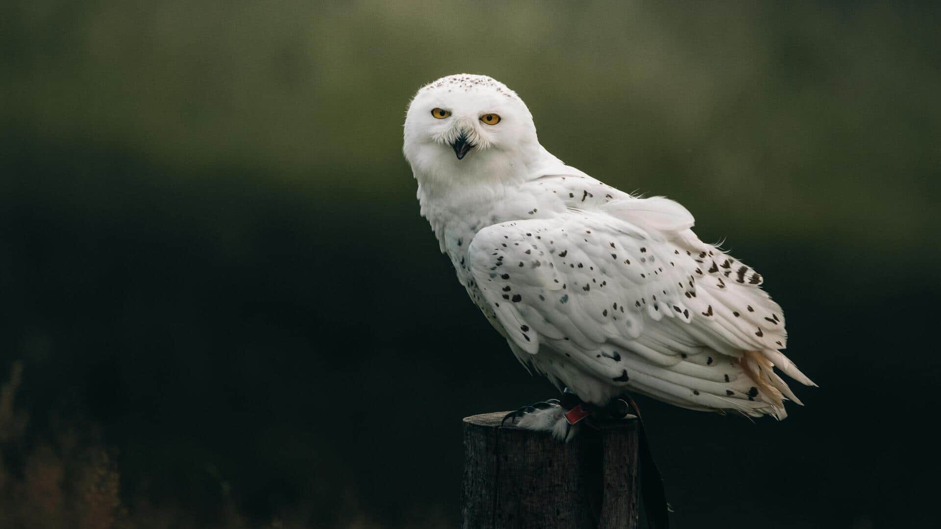 Menjelajahi Habitat dan Perilaku Burung Hantu Salju di Arktik Menjelajahi Habitat dan Perilaku Burung Hantu Salju di Arktik