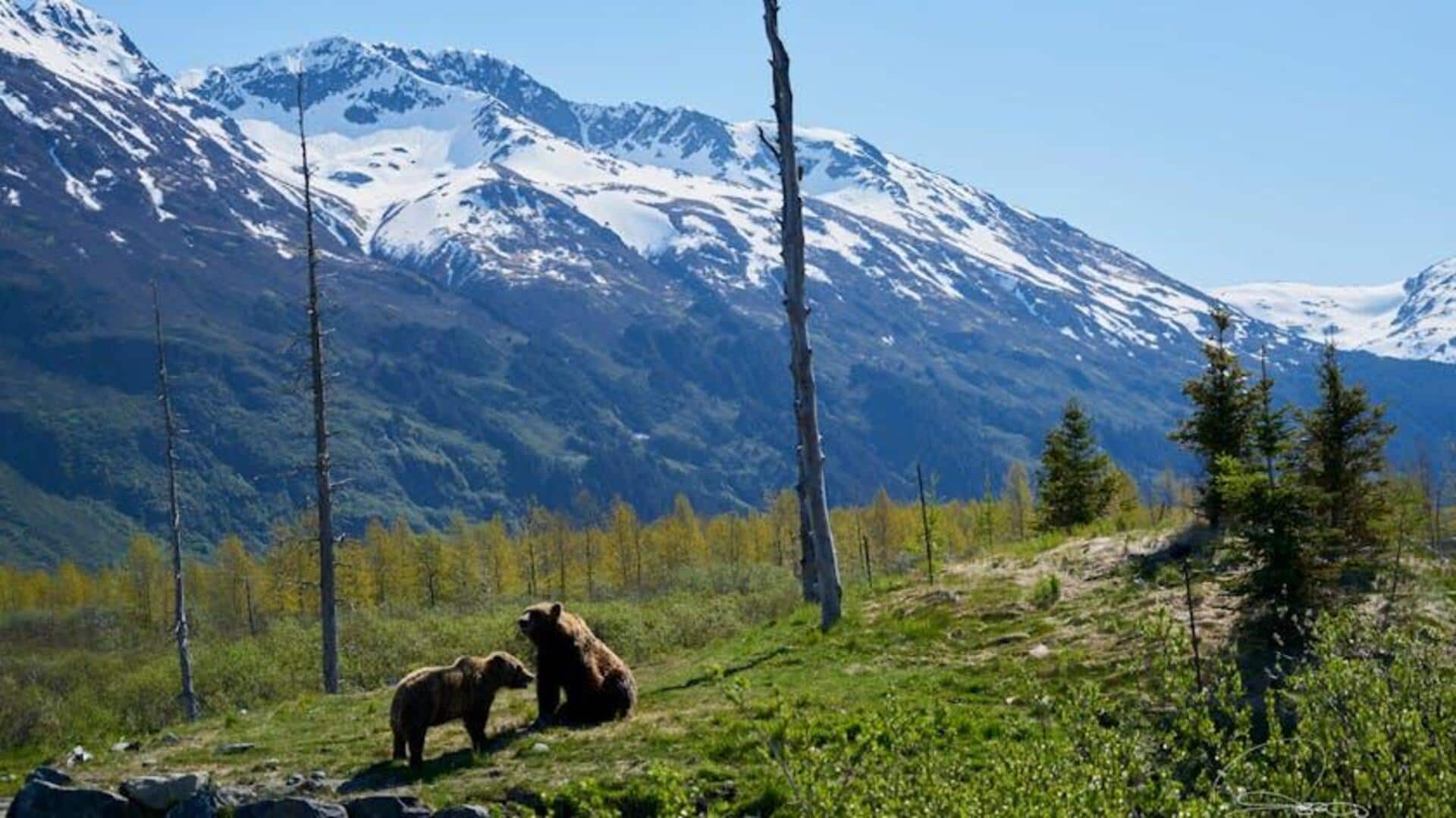Menjelajahi Tundra Alaska: Panduan untuk Melihat Satwa Liar