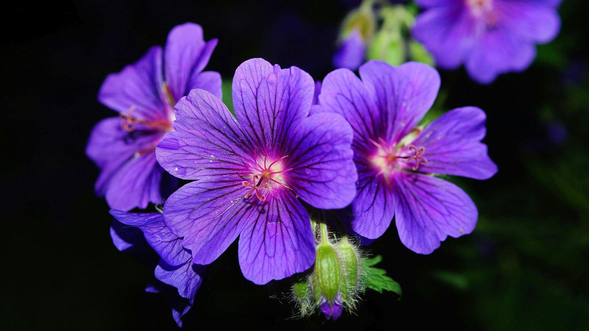 Lima Cara Menanam Geranium dengan Sempurna di Taman Kecil