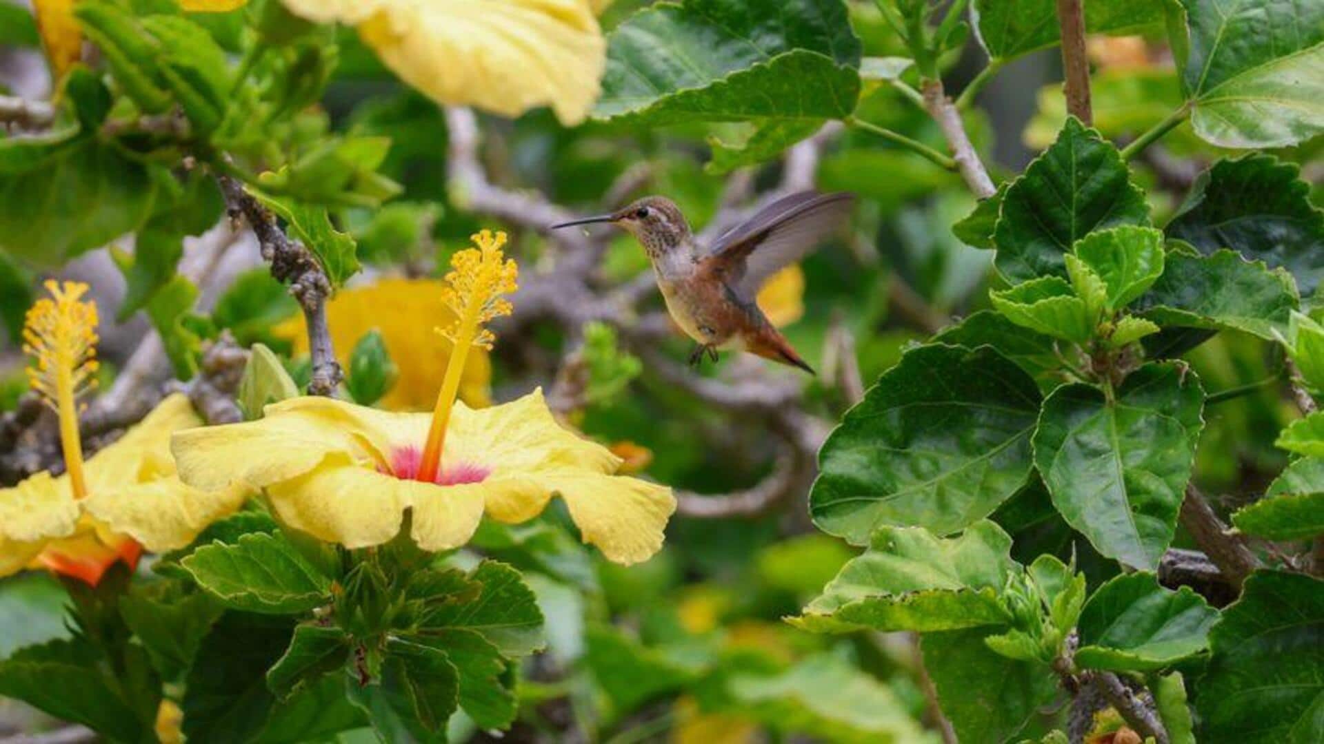 Cara Mengundang Burung Kolibri ke Taman Anda