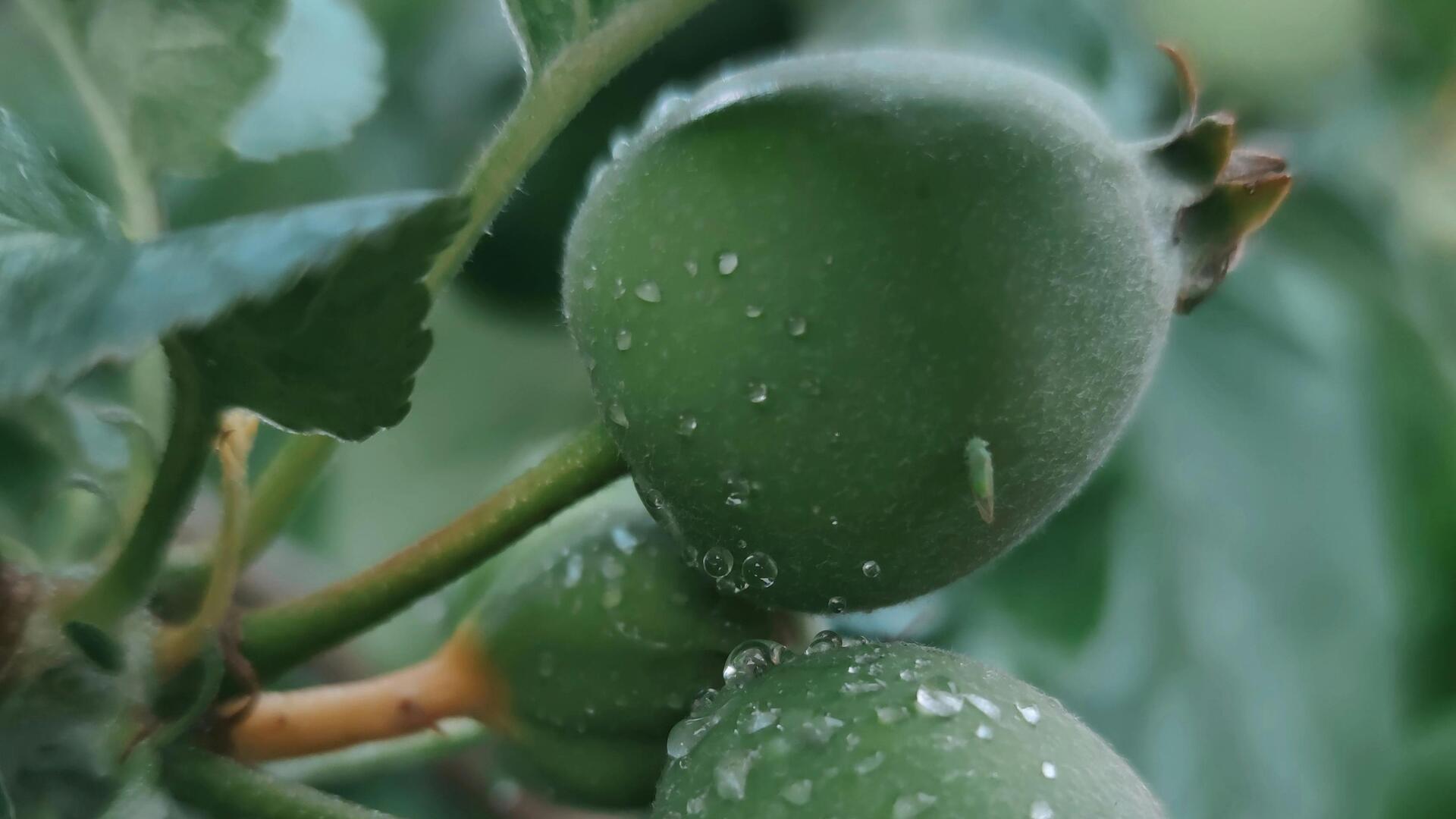 Manfaat Mengejutkan dari Menanam Feijoa di Taman Anda