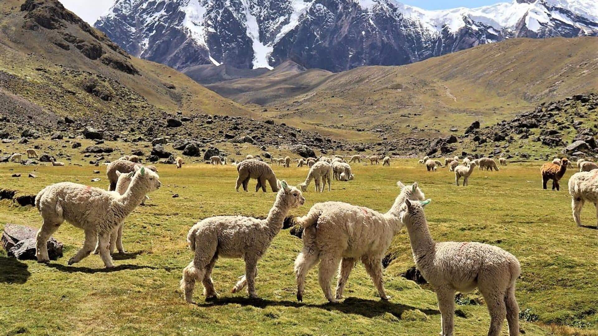 Ketahanan Alpaka: Rahasia Adaptasi Iklim yang Menakjubkan