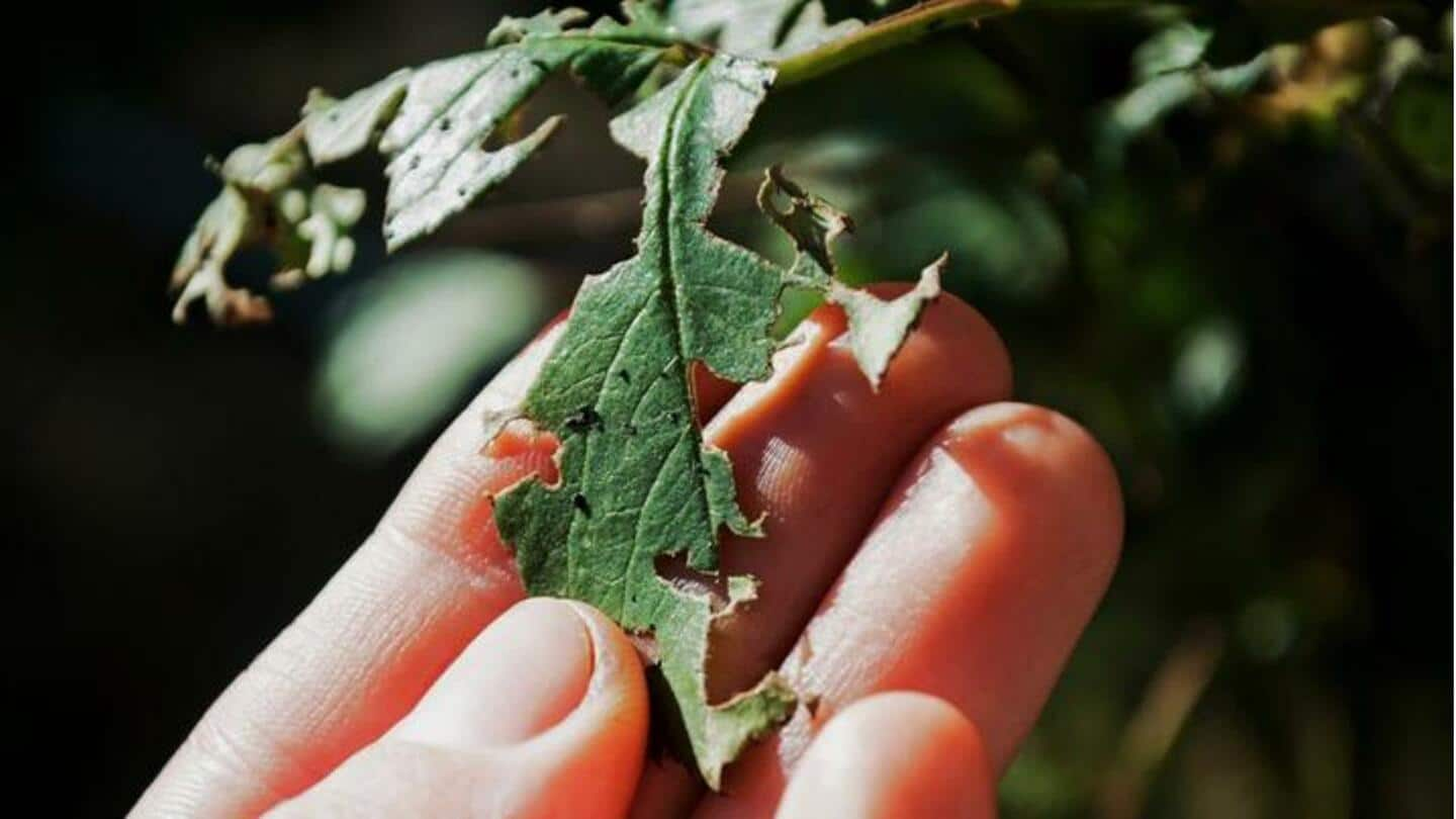 Penyakit tanaman yang harus diwaspadai di kebun Anda