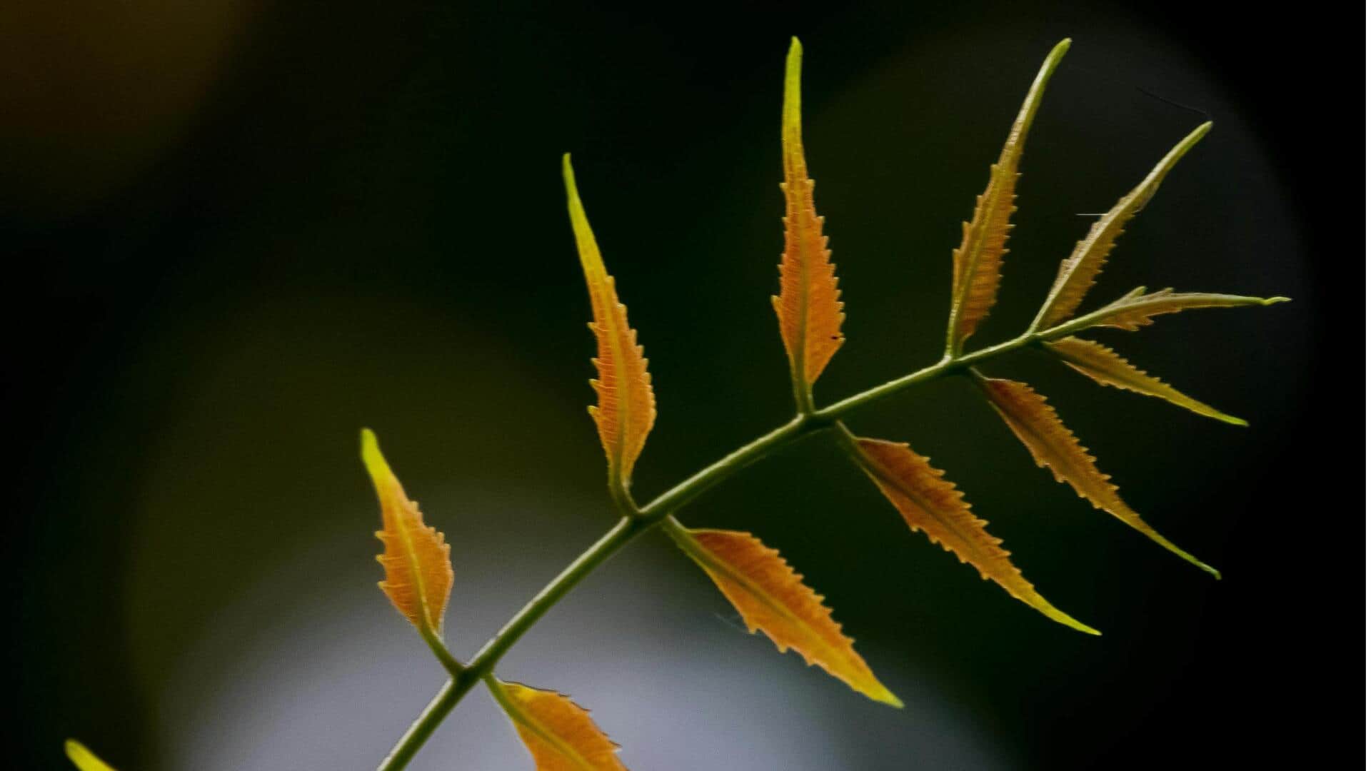 Manfaat Menggunakan Mimba dalam Berkebun di Perkotaan