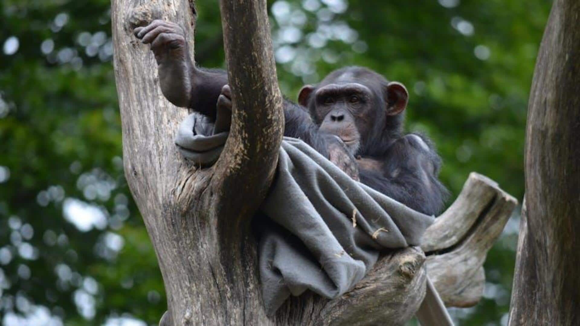 Kebiasaan Tidur Luar Biasa Simpanse di Hutan Asli Kebiasaan Tidur Luar Biasa Simpanse di Hutan Asli