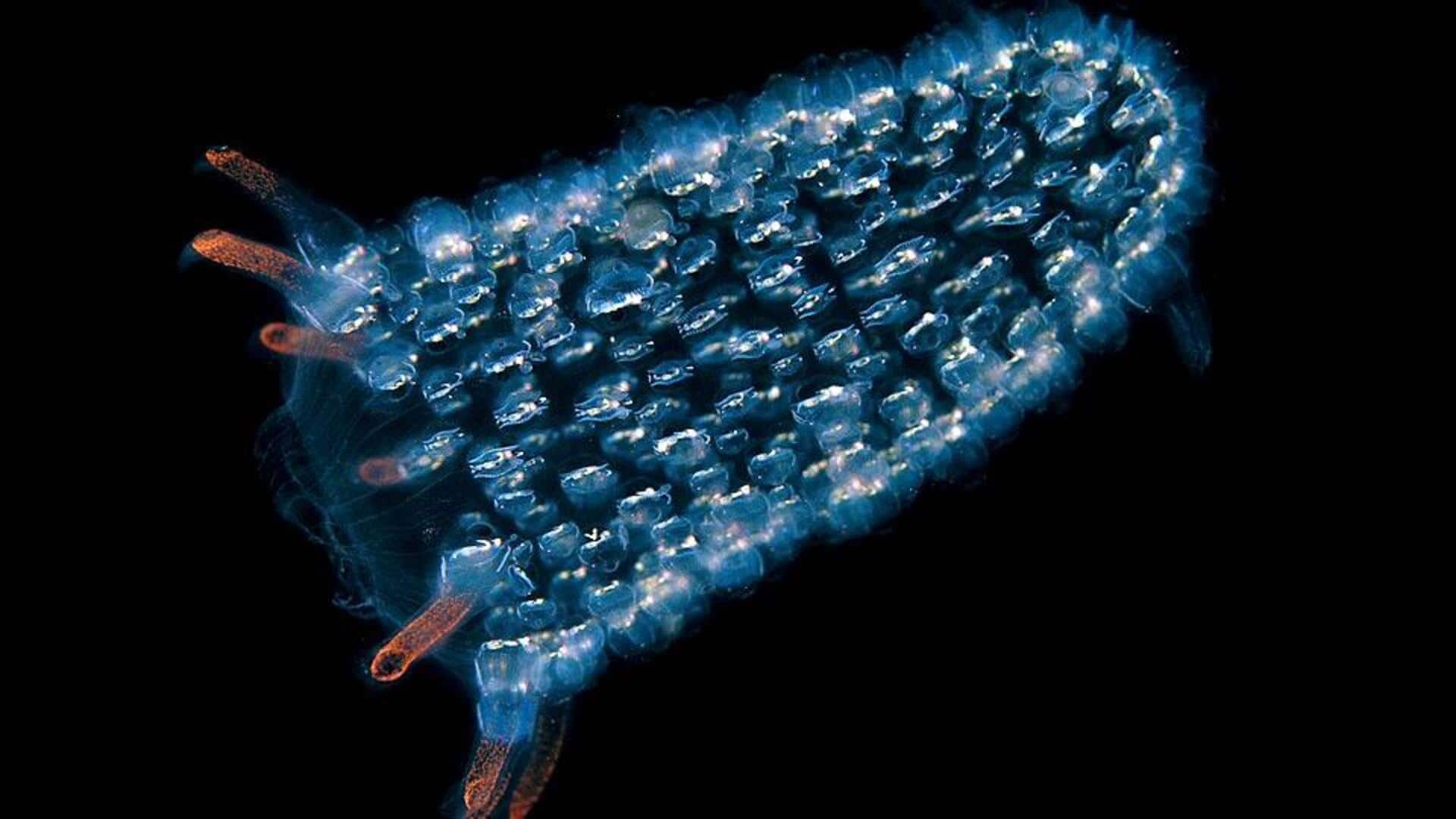 Keajaiban Alga Bioluminesen: Cahaya Malam di Pantai