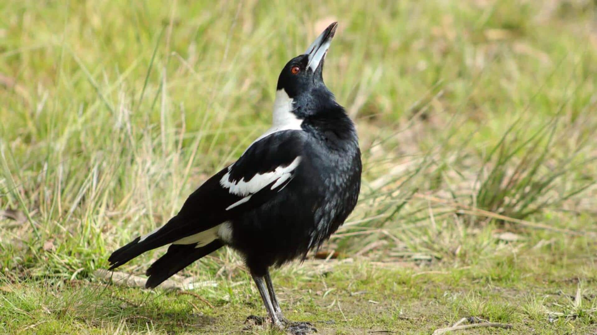 Memahami Ritual Perkawinan yang Unik dari Burung Magpie