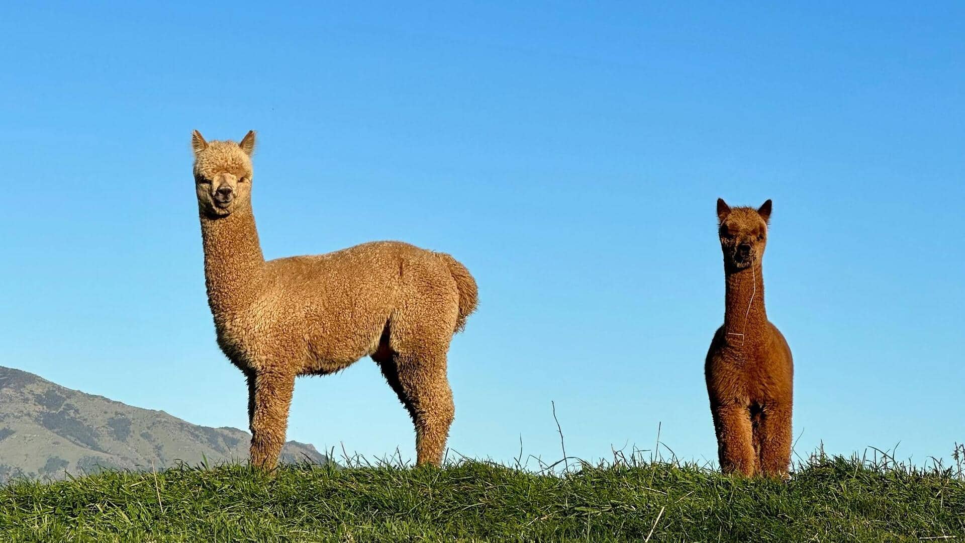 Mengungkap Bahasa Tersembunyi Alpaka