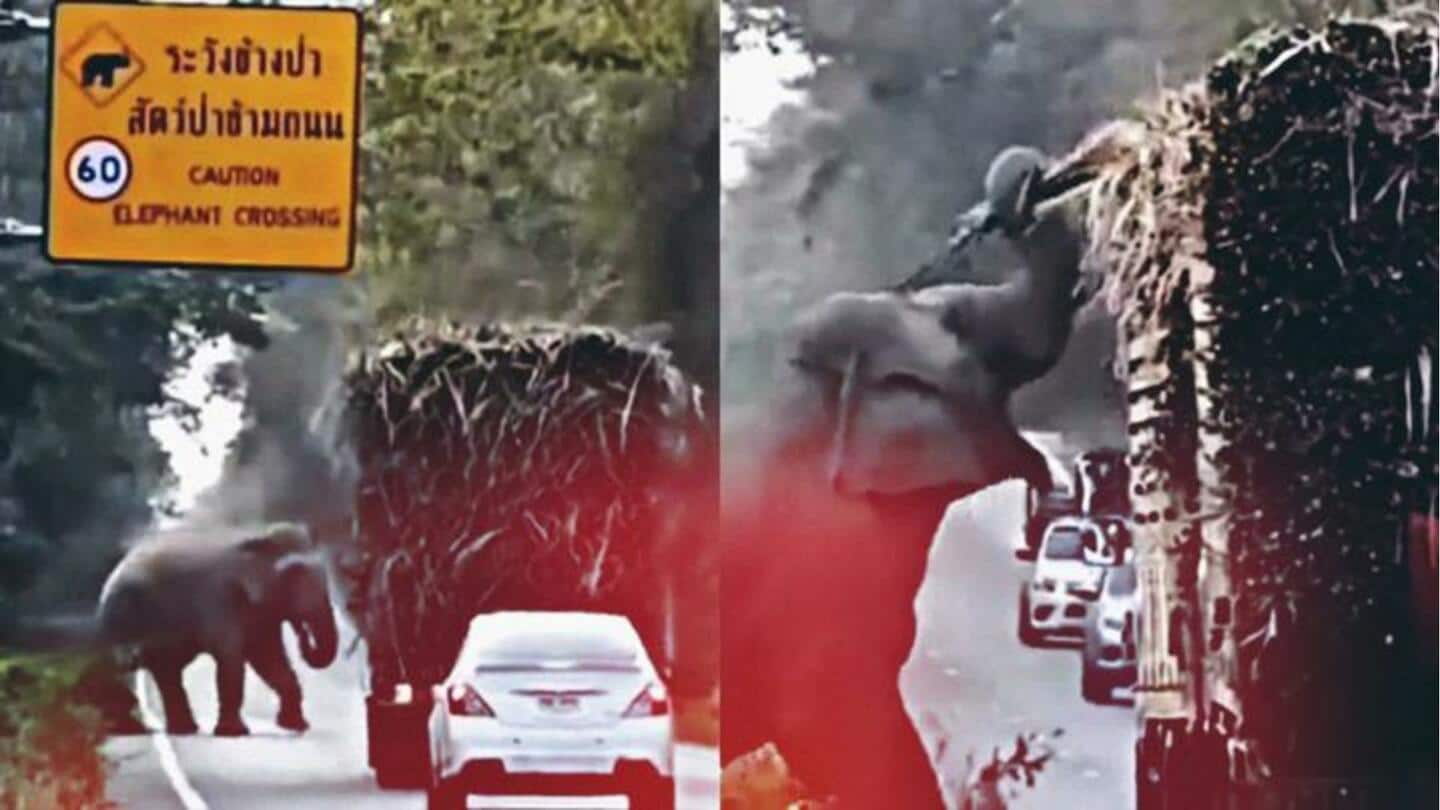 Tertangkap kamera, gajah kumpulkan 'pajak tol' dari truk; warganet terhibur