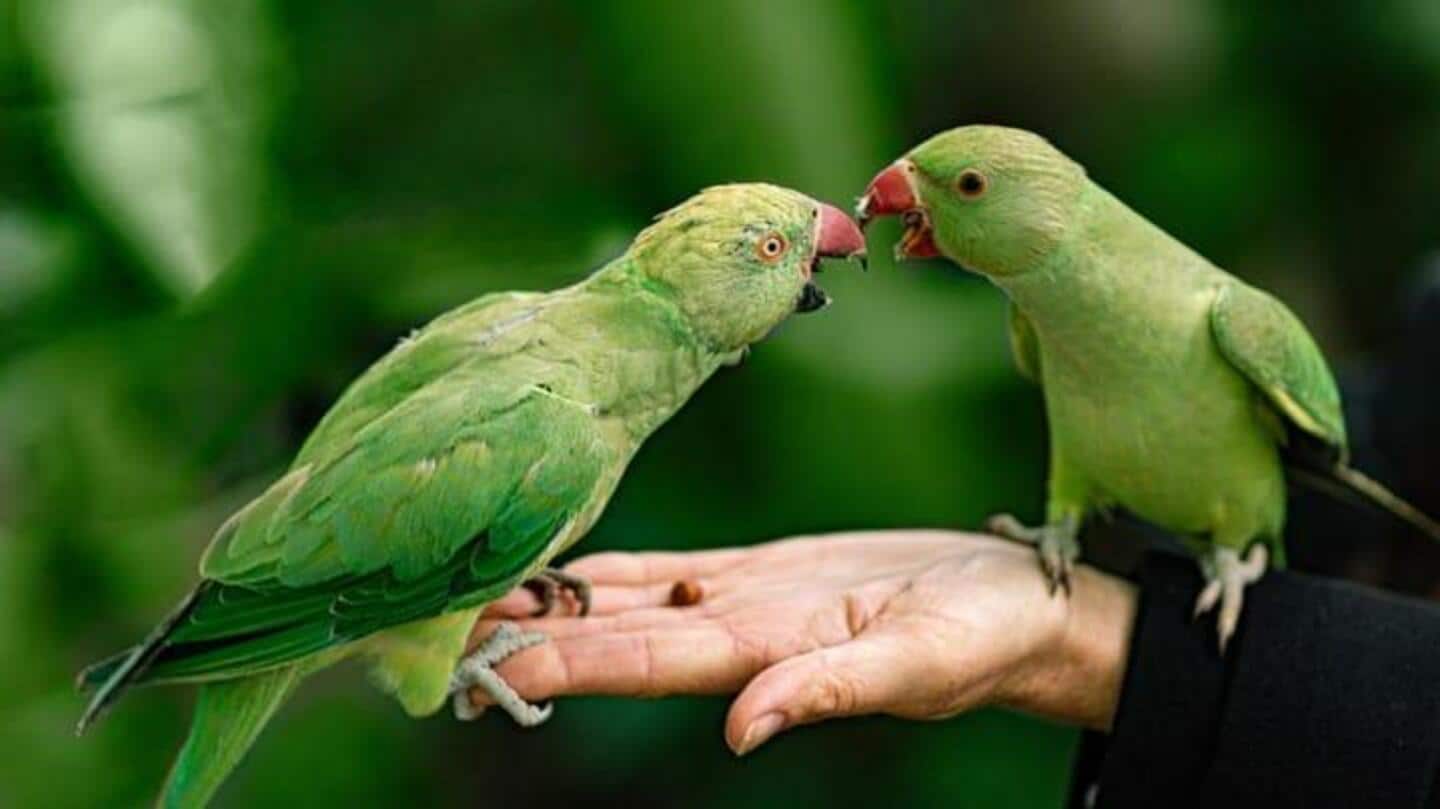 5 Fakta Menarik Tentang Burung Nuri Yang Harus Anda Ketahui