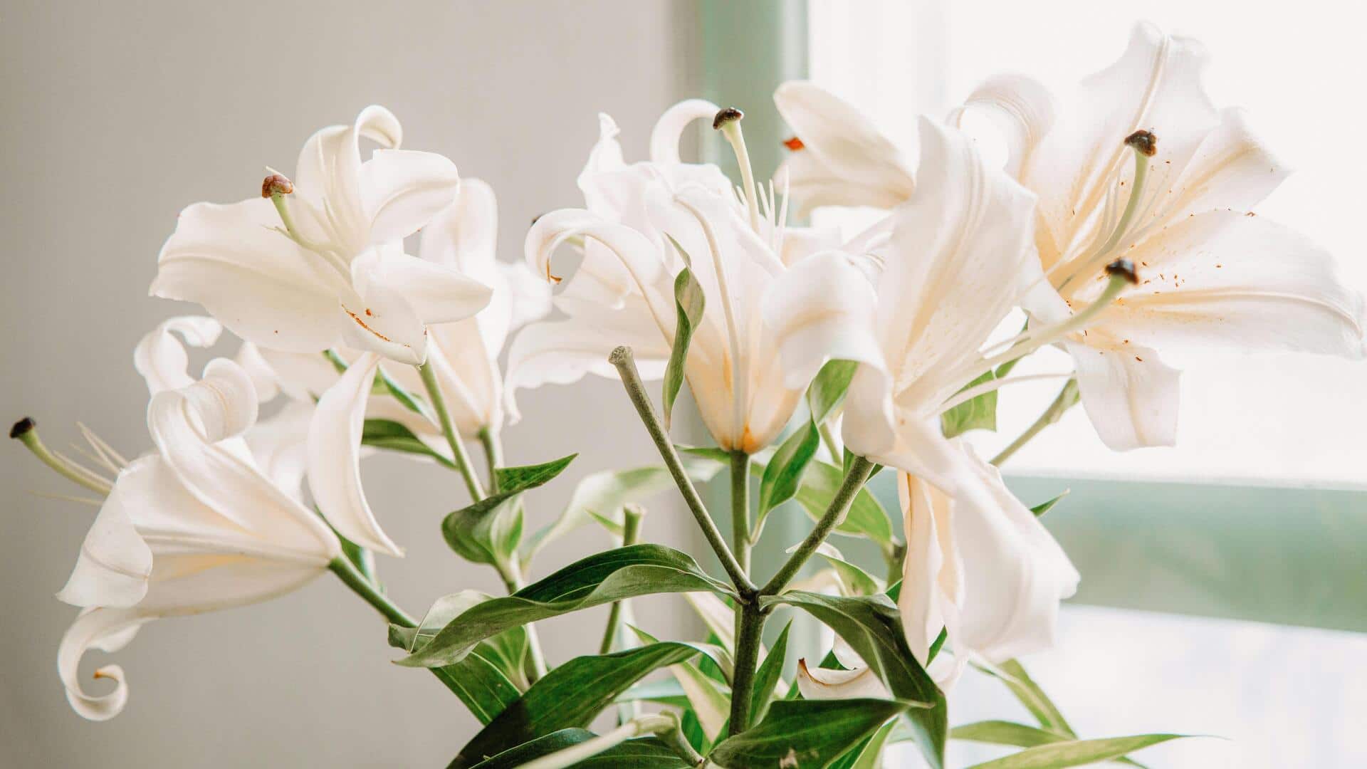 Tips Menanam Bakung di Apartemen Kecil