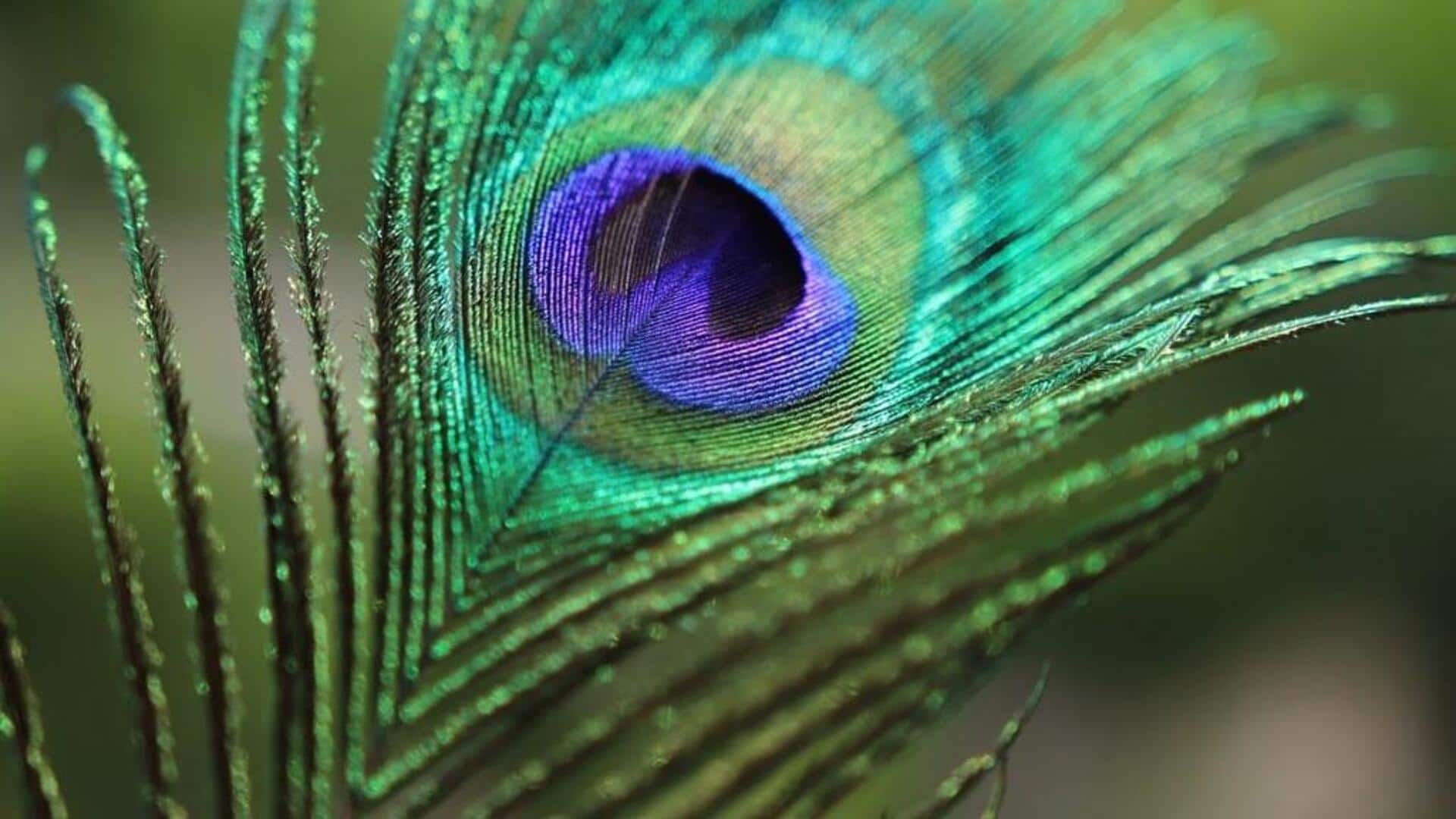 Kebangkitan bulu merak: sentuhan desainer mode