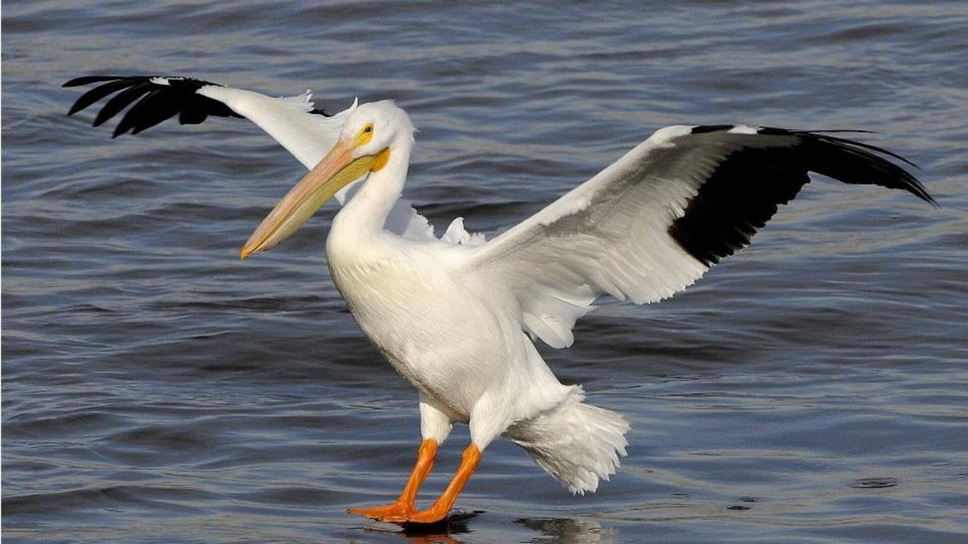 Keindahan dan Fungsi dari Warna di Bagian Bawah Sayap Pelikan