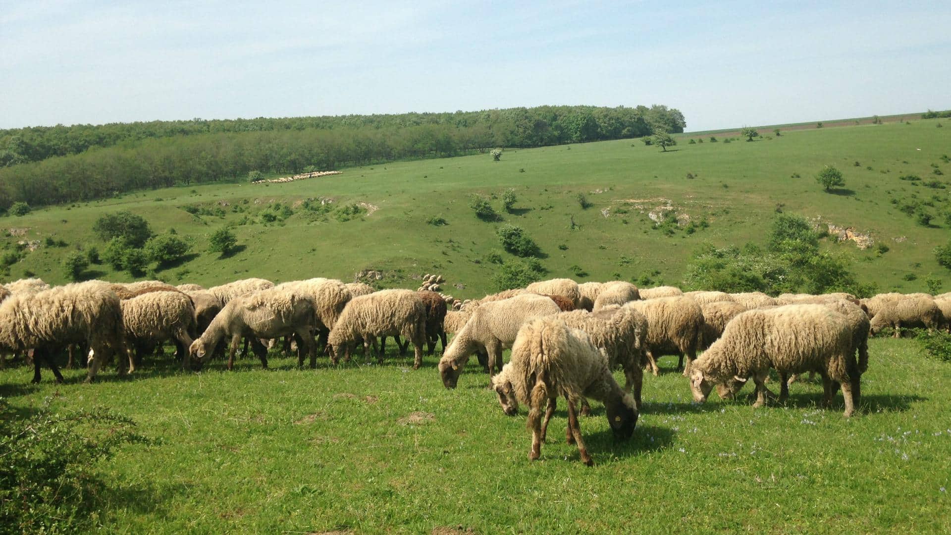 Memahami Preferensi Habitat Domba dari Pola Gembala