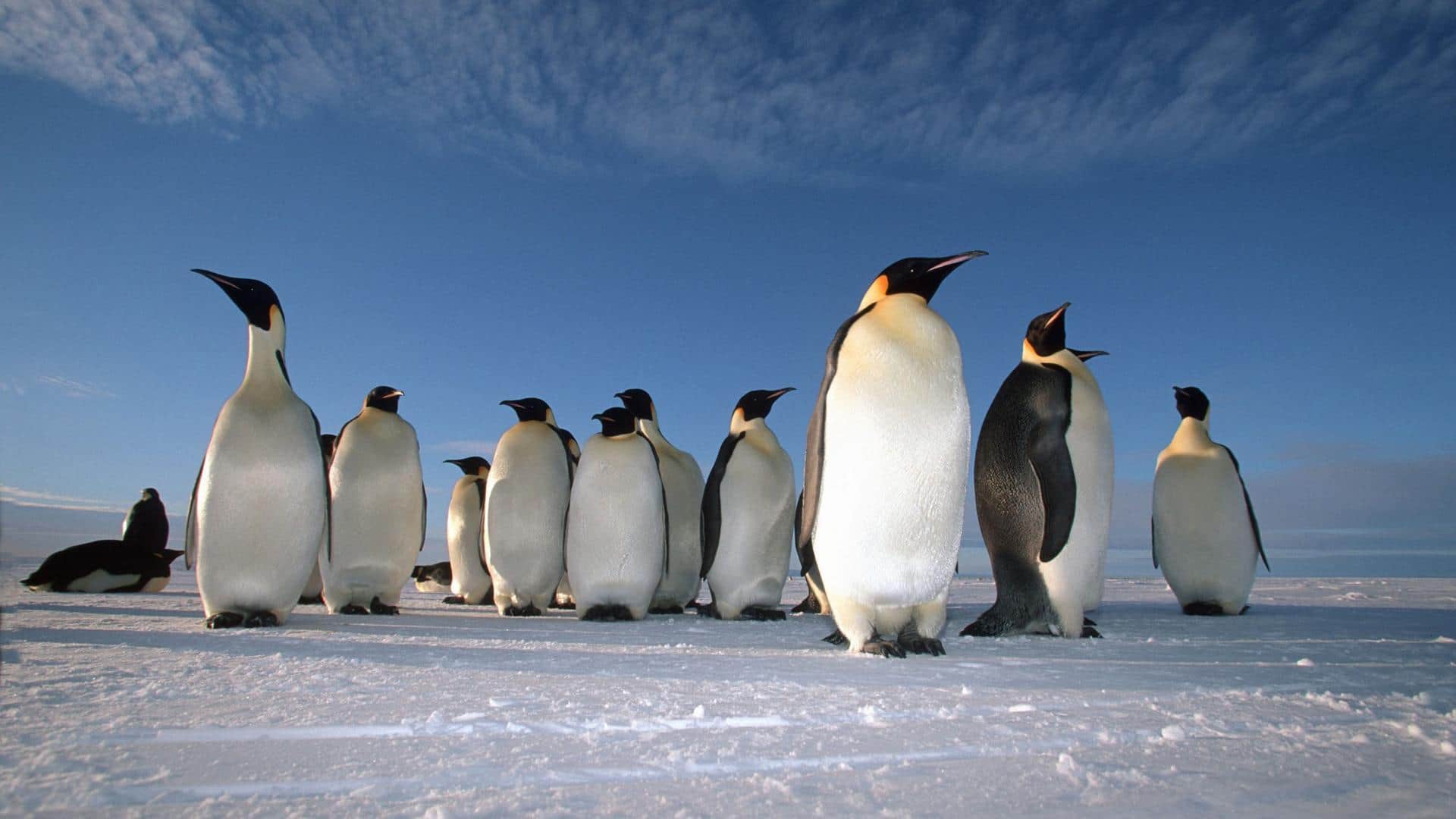 Mempelajari Penggunaan Unik Anggota Tubuh Penguin