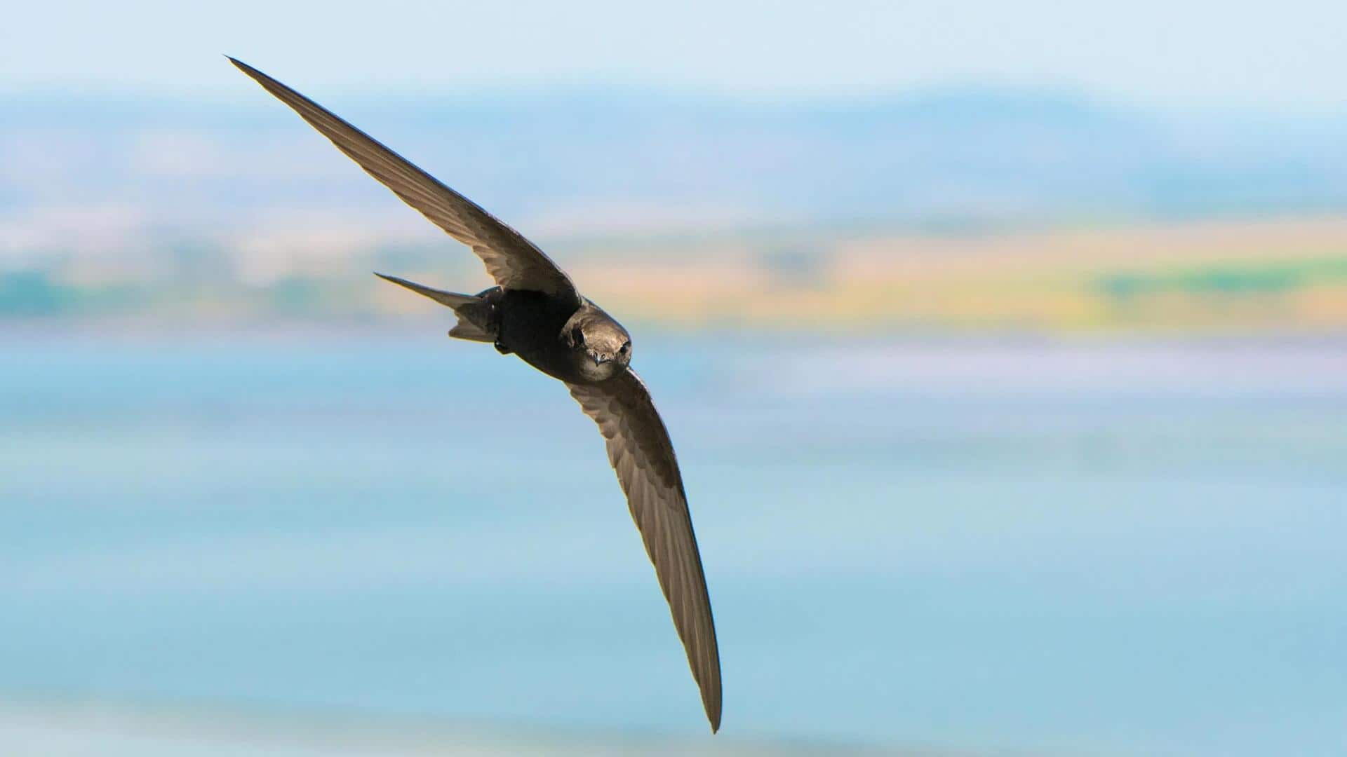 Lima Keberhasilan Konservasi yang Membentuk Masa Depan Burung Swift